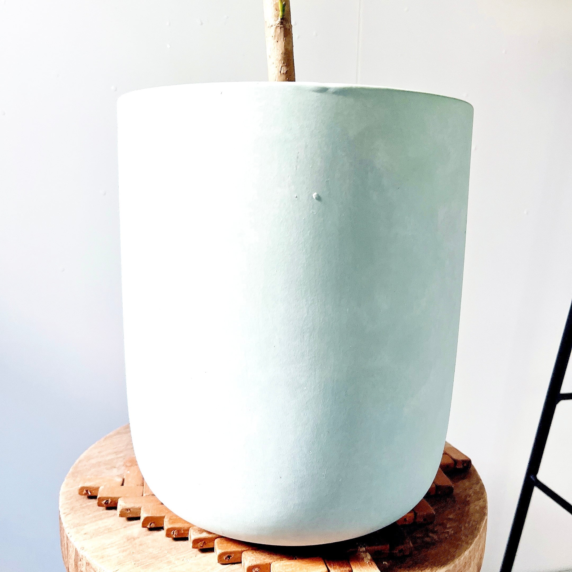 Luxury Plants】希少 シェフレラ・グランディ 斑入り 観葉植物 calm