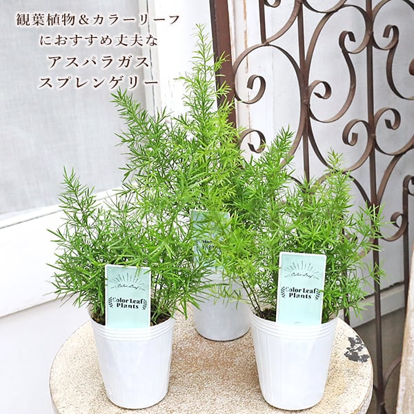 草花苗 アスパラガス スプレンゲリー ファジーファーン 2.5号 2本植え