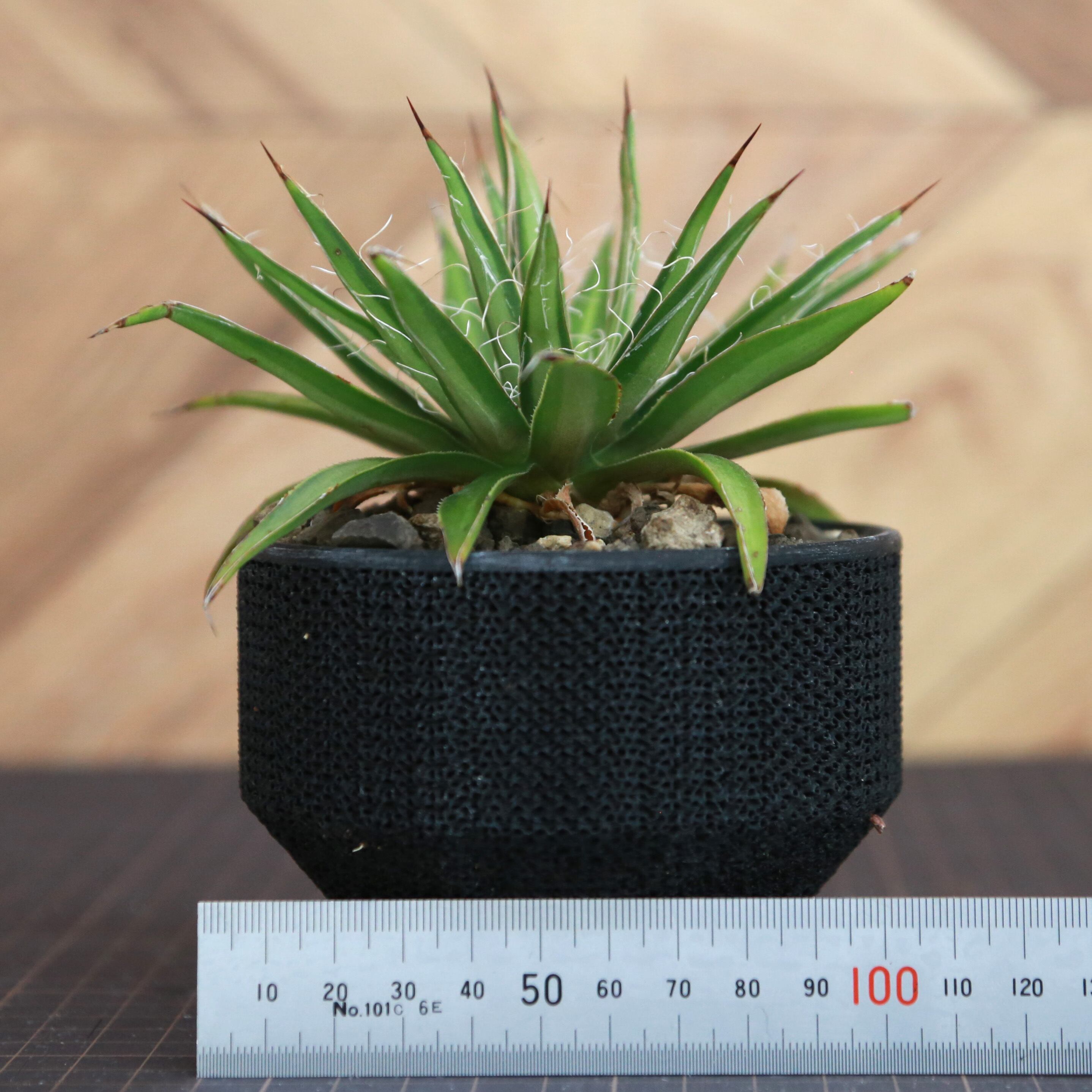 Agave multifilifera アガベ ムルチフィリフェラ(Lot.001