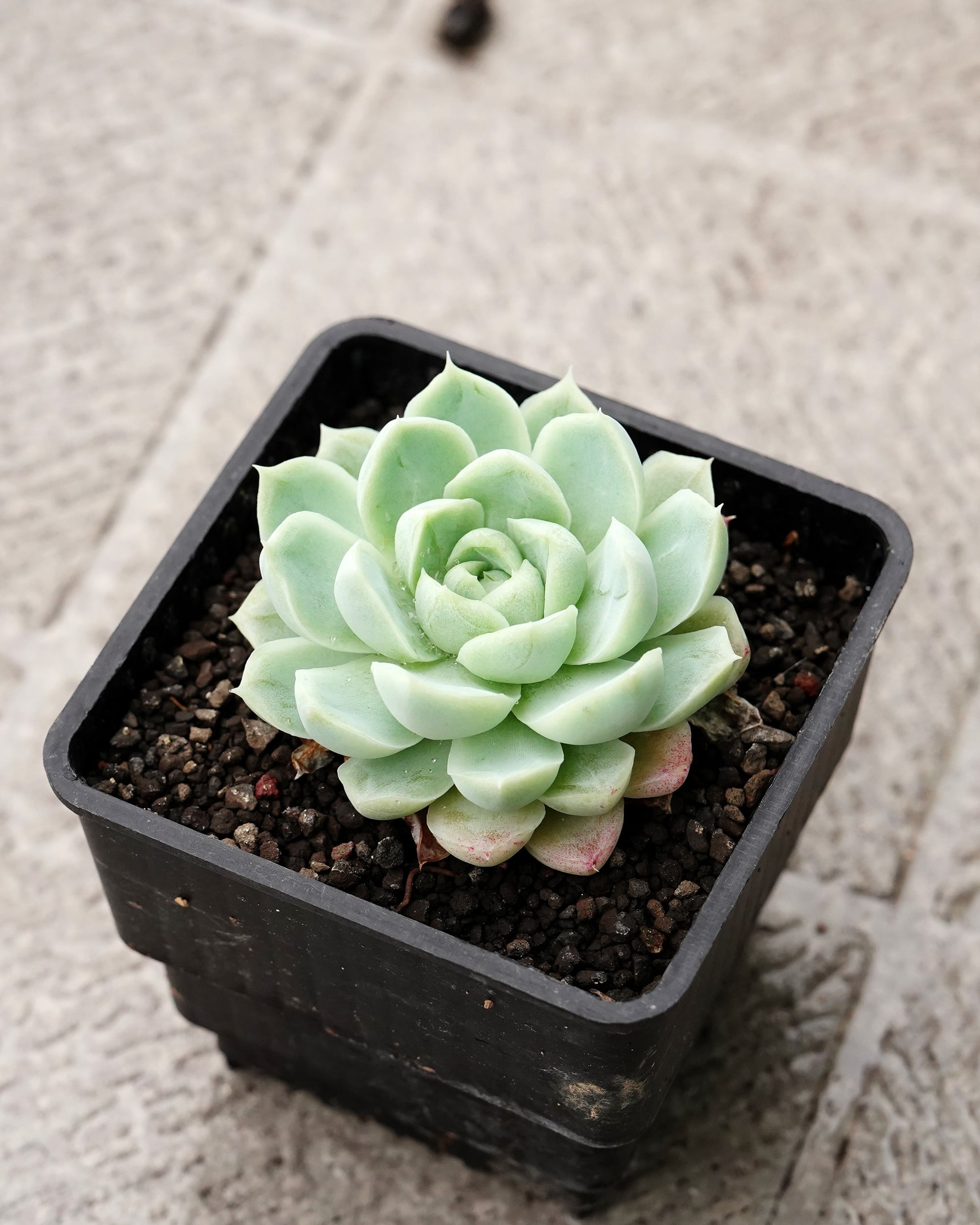 NEW-STANDARD】水耕栽培苗 アイスドリーム Echeveria 'Ice Dream