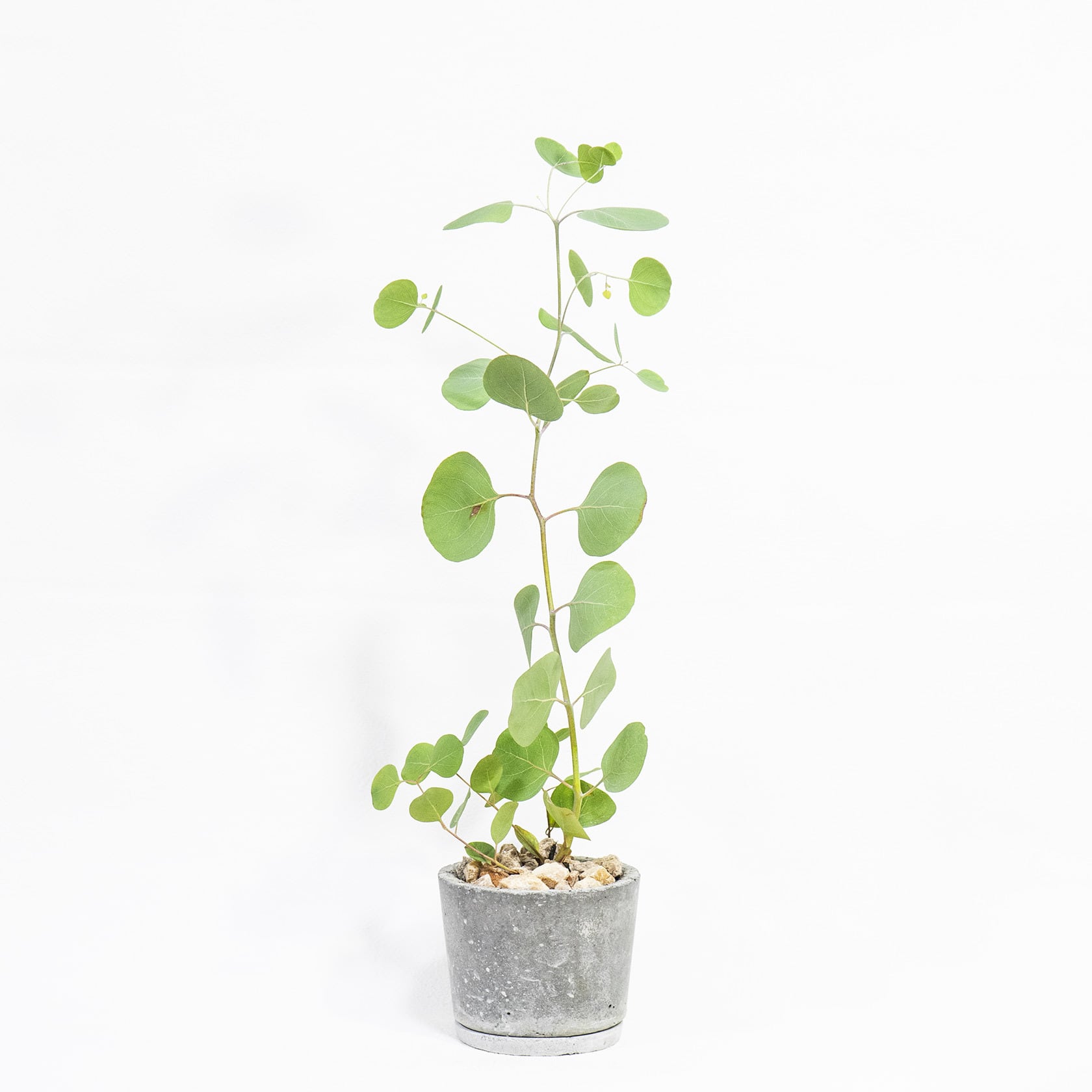＼送料無料／【観葉植物】べランダで育てるユーカリ・ポポラスの鉢植え｜飽きのこないシンプルなモルタル鉢
