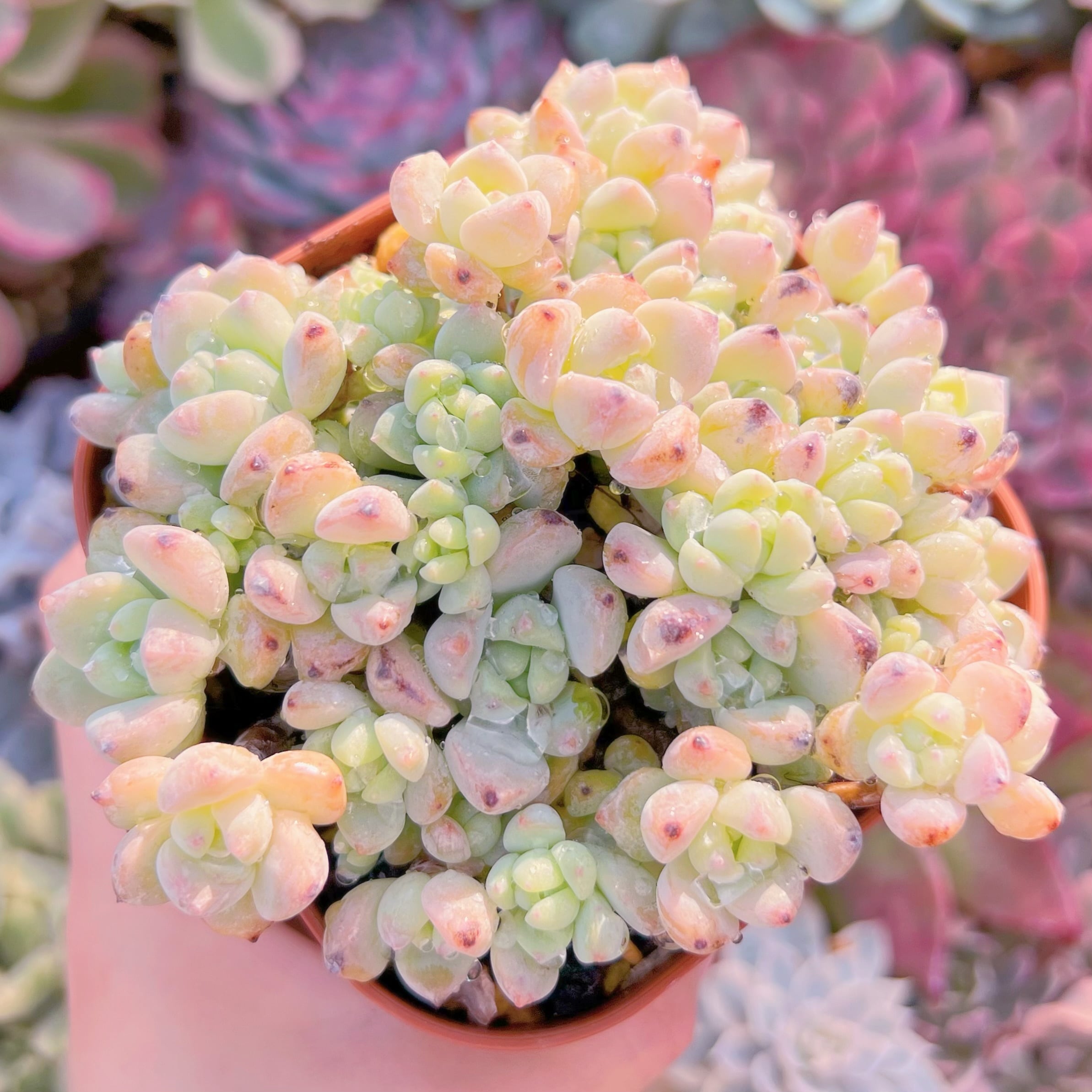 現品　新品種　香姫#013　新入荷　るる農園