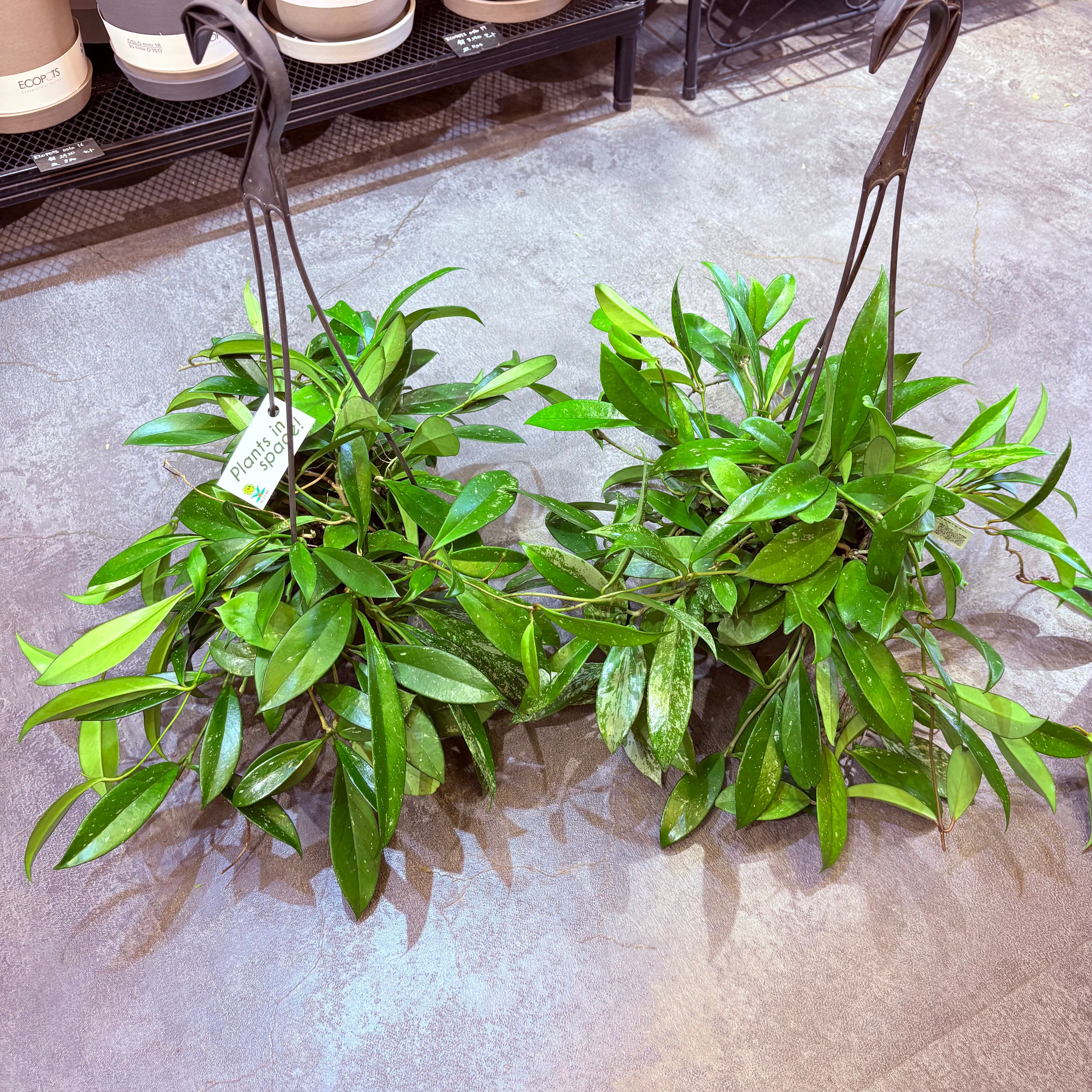 ホヤ プビカリクス 5号 | Green Vibes 宇都宮市の観葉植物専門店