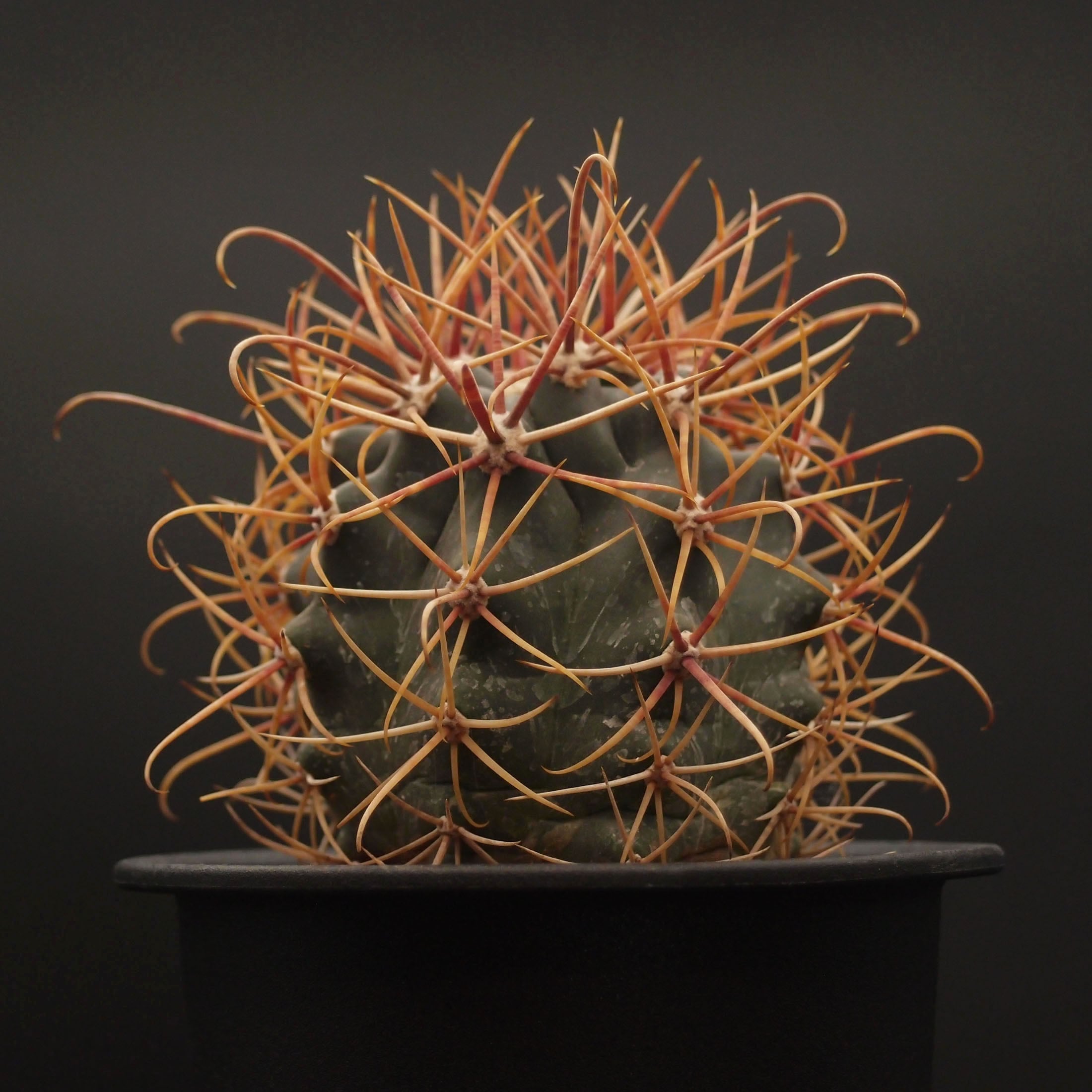 鯱頭 (B01)：フェロカクタス属 ※実生 | 万緑 BAN RYOKU