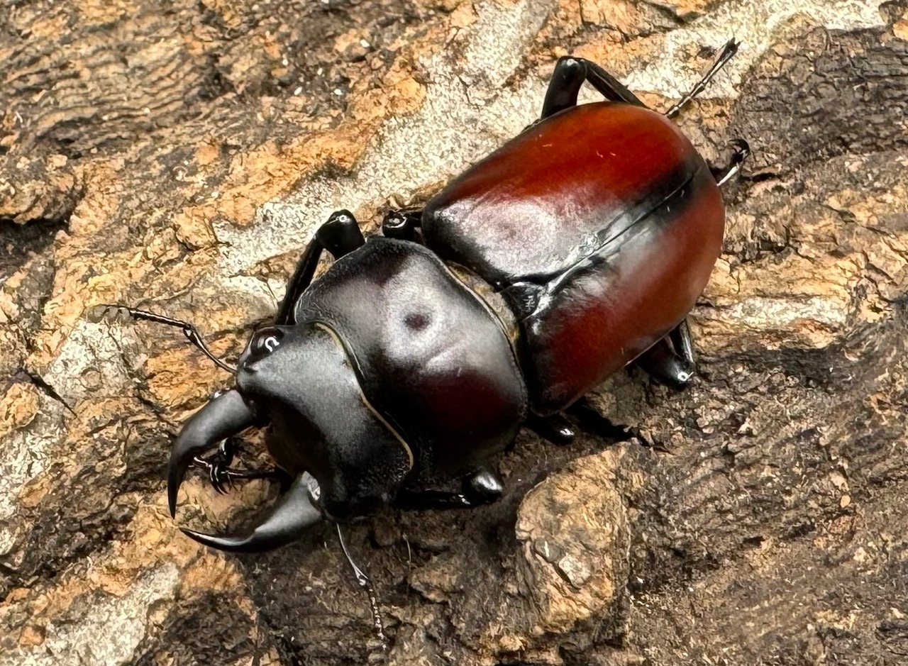 【WD】《チベット産 ドンキエルコクワ原名亜種 34mm ペア》