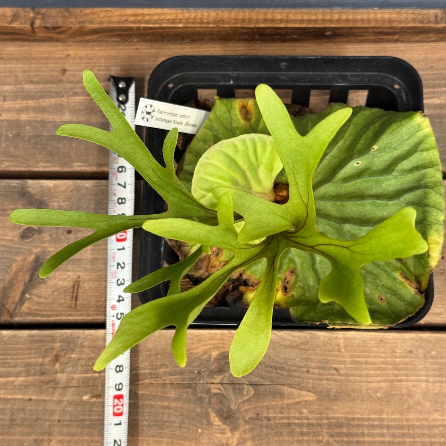 ビカクシダ　リドレイ　超巨大株④ ビカクシダリドレイ とにかくかっこいい。 綺麗な株が入荷してます