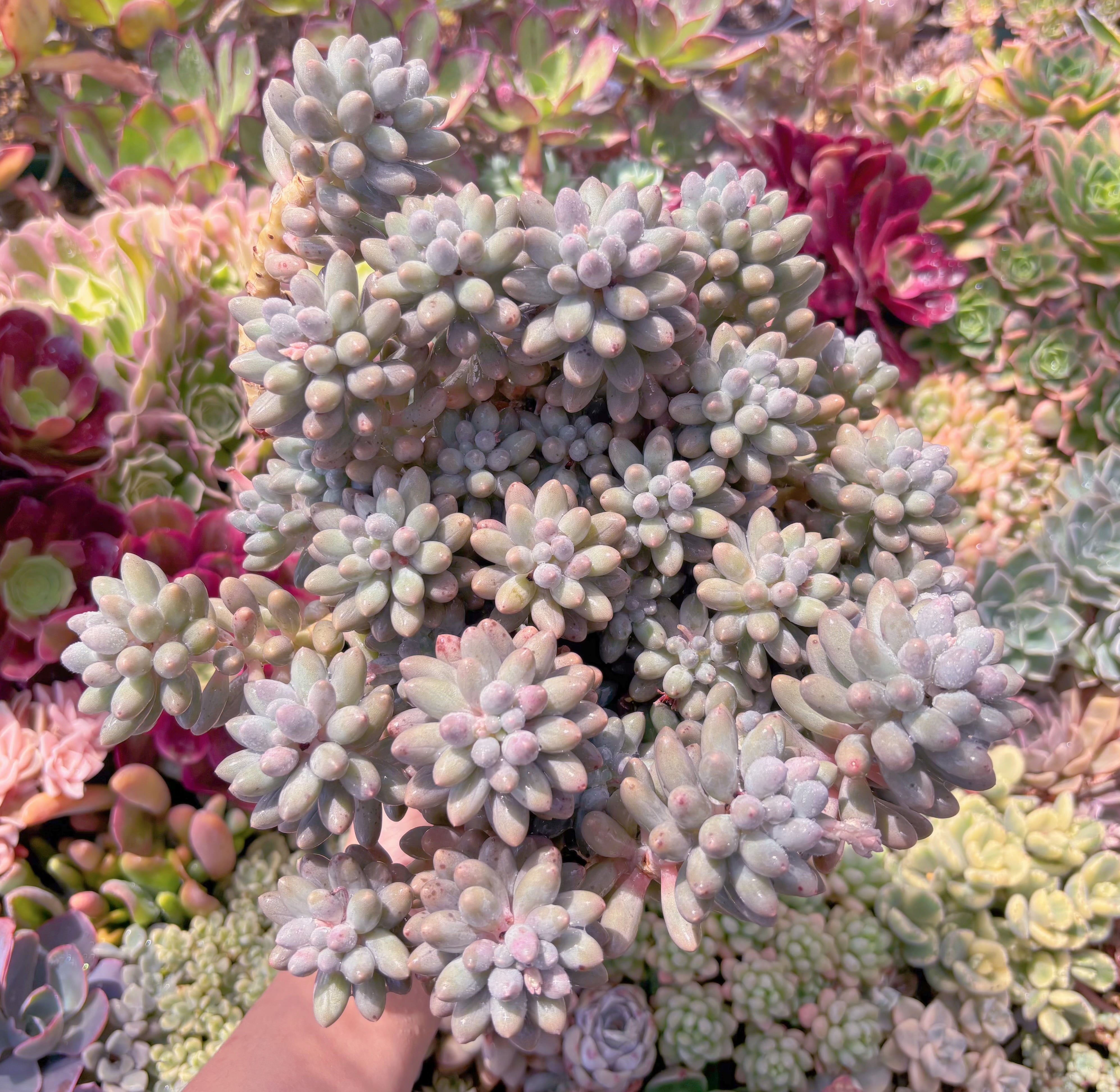 現品　ベビーフィンガー#B54　特大苗　るる農園