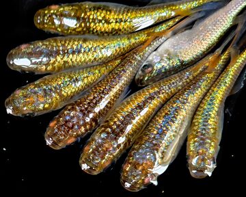 成魚 レックウザ メダカ 10匹＋α | PAY ID