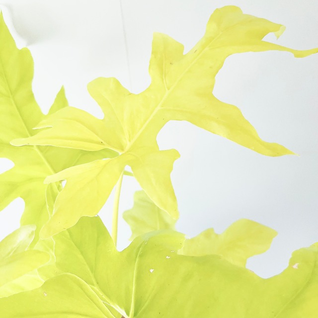 フィロデンドロン セロームゴールド 観葉植物 calm cafe