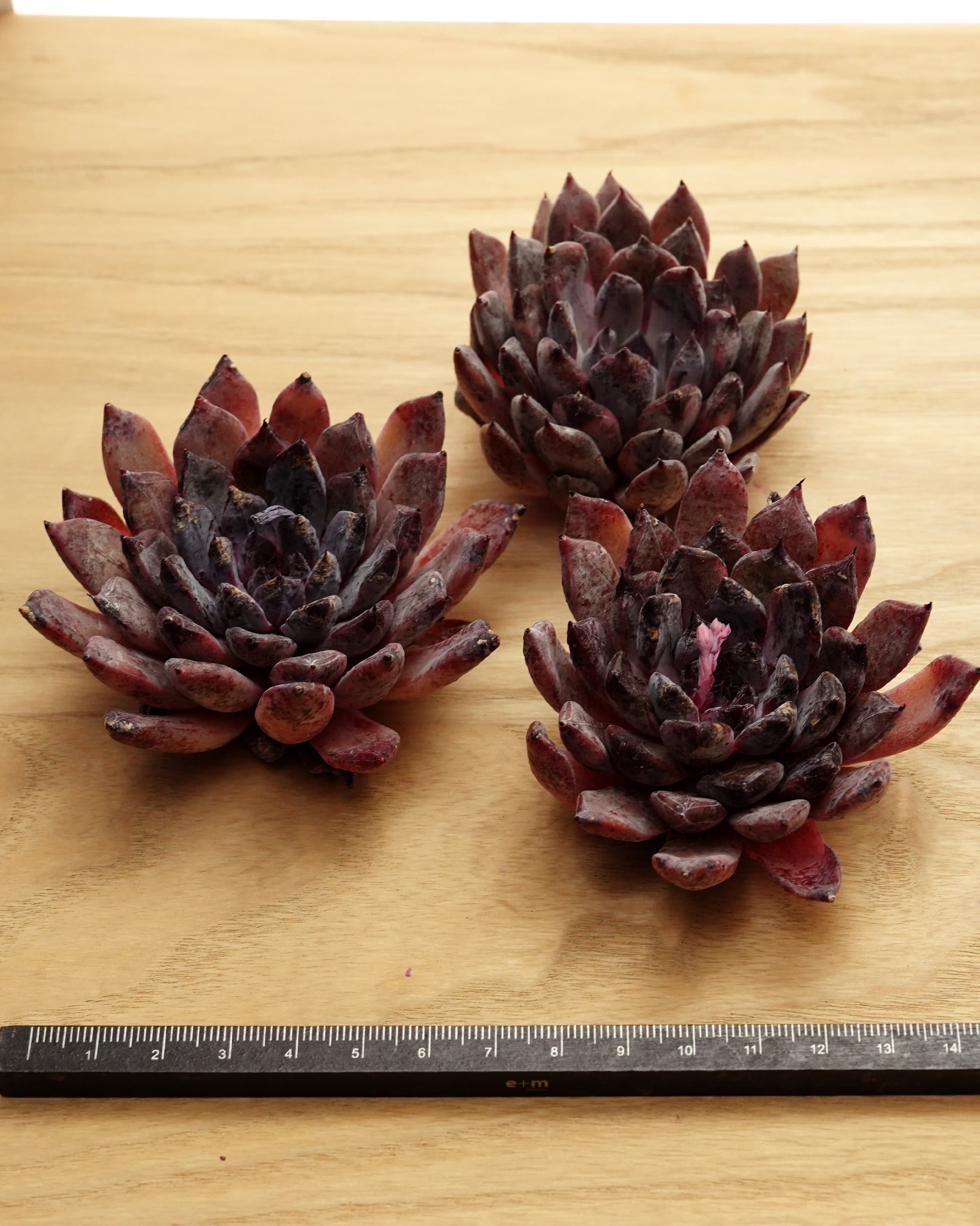 カット苗 ブラックザラゴーサ Echeveria 'Black Zaragosa' | PUKUBOOK