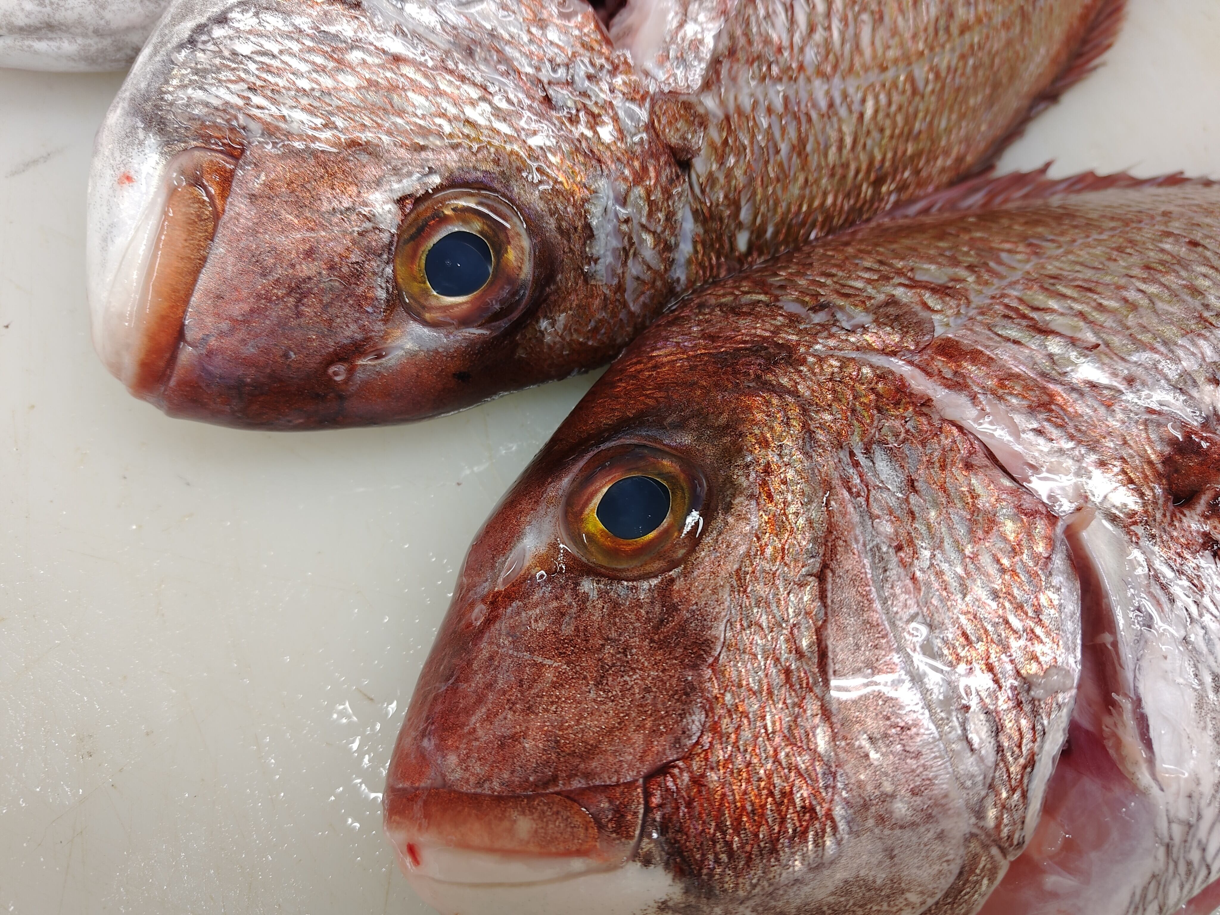 別格】鳴門鯛/真鯛/天然/活締め/徳島県鳴門/3kg前後【生】【産地直送