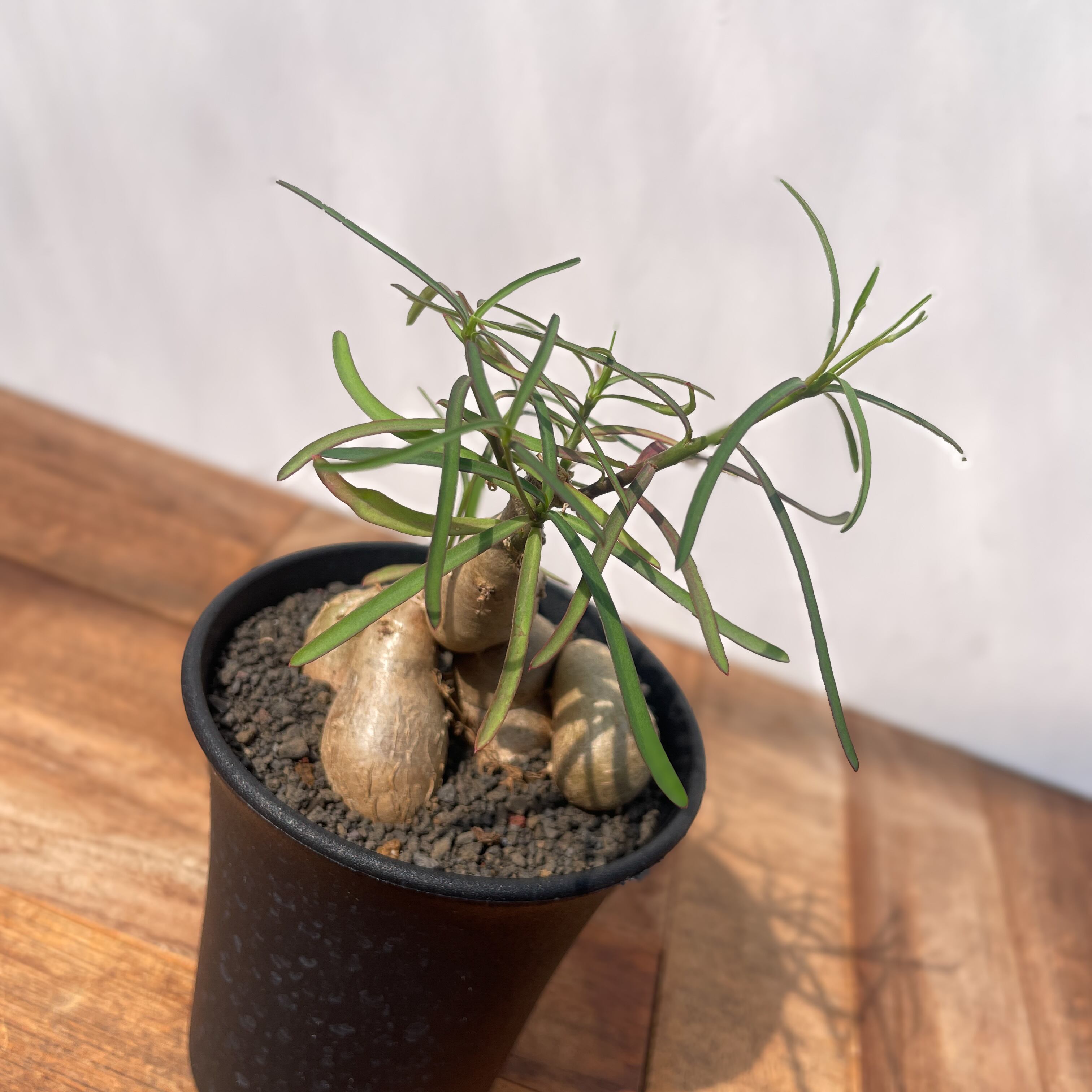 Euphorbia hedyotoides【ユーフォルビア・ヘディオトイデス】 | RIMO'S