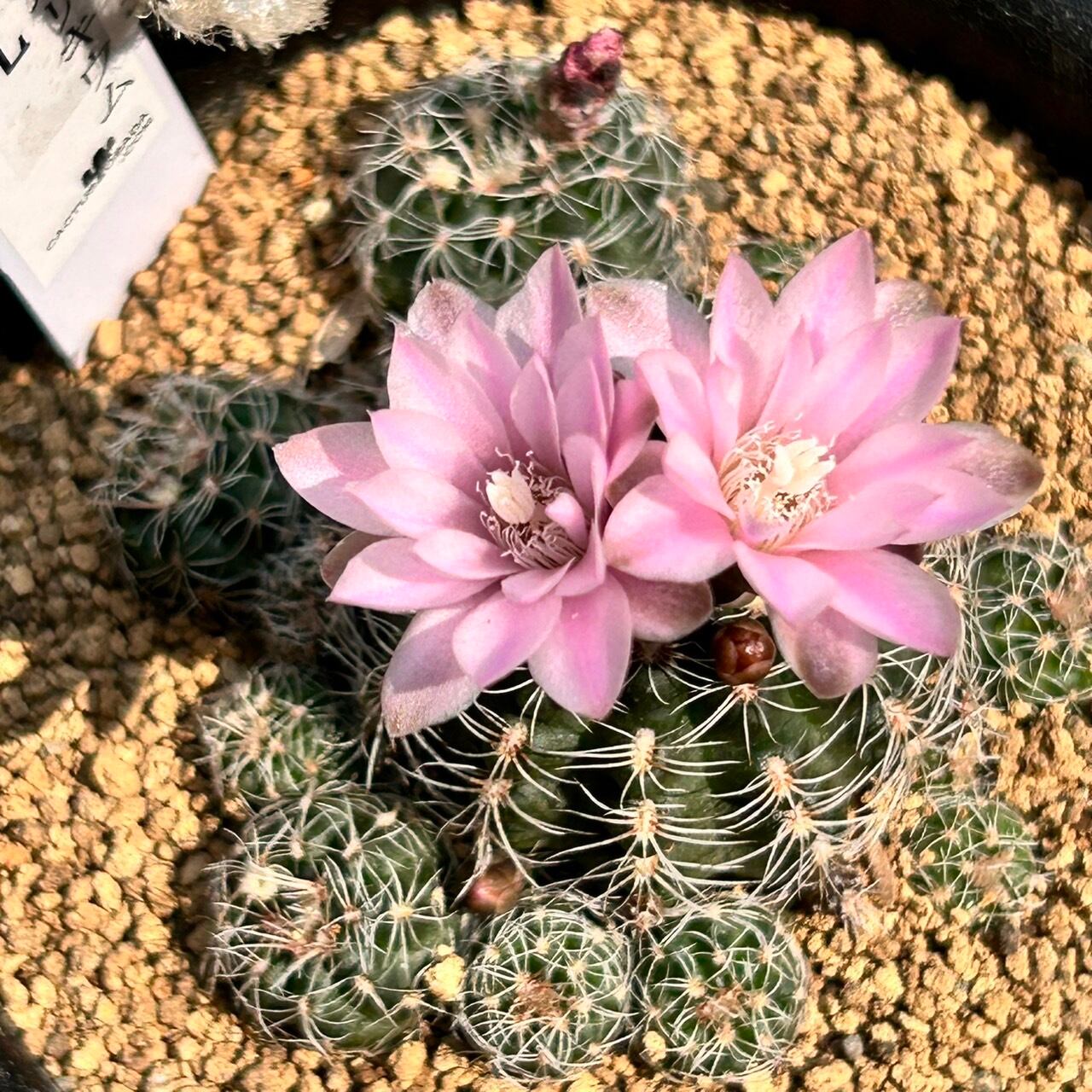 T)羅星丸ギムノカリキウム | RuPo 多肉植物専門店