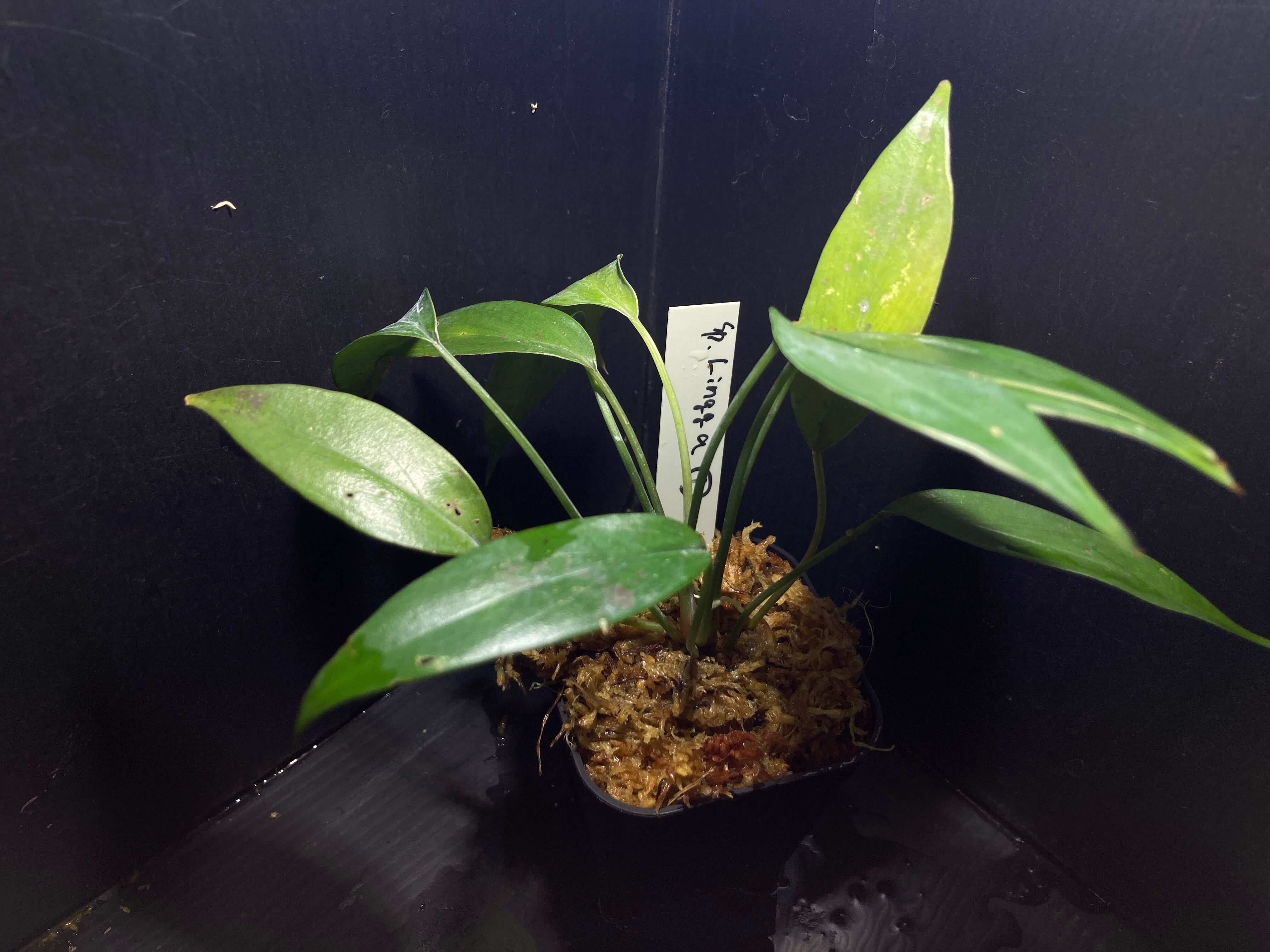 Homalomena Homalomena sp. Pendang 【TB】初便 ホマロメナ sp