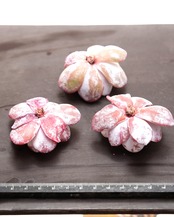 カット苗 ラウイ Echeveria laui