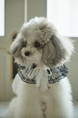 予約【cocolauren】Bloom One piece