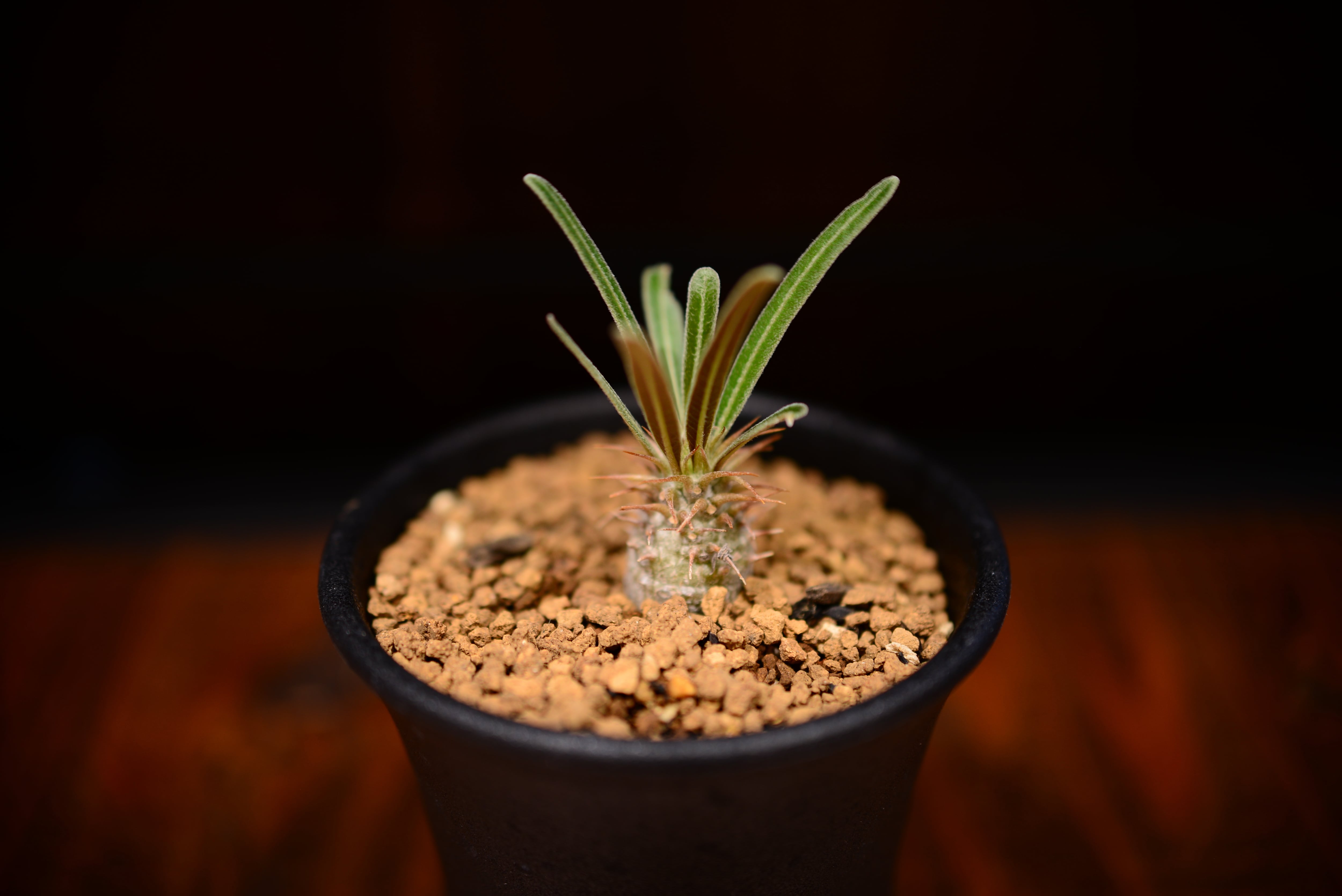 パキポディウム グラキリス〈実生〉 | N collect plants