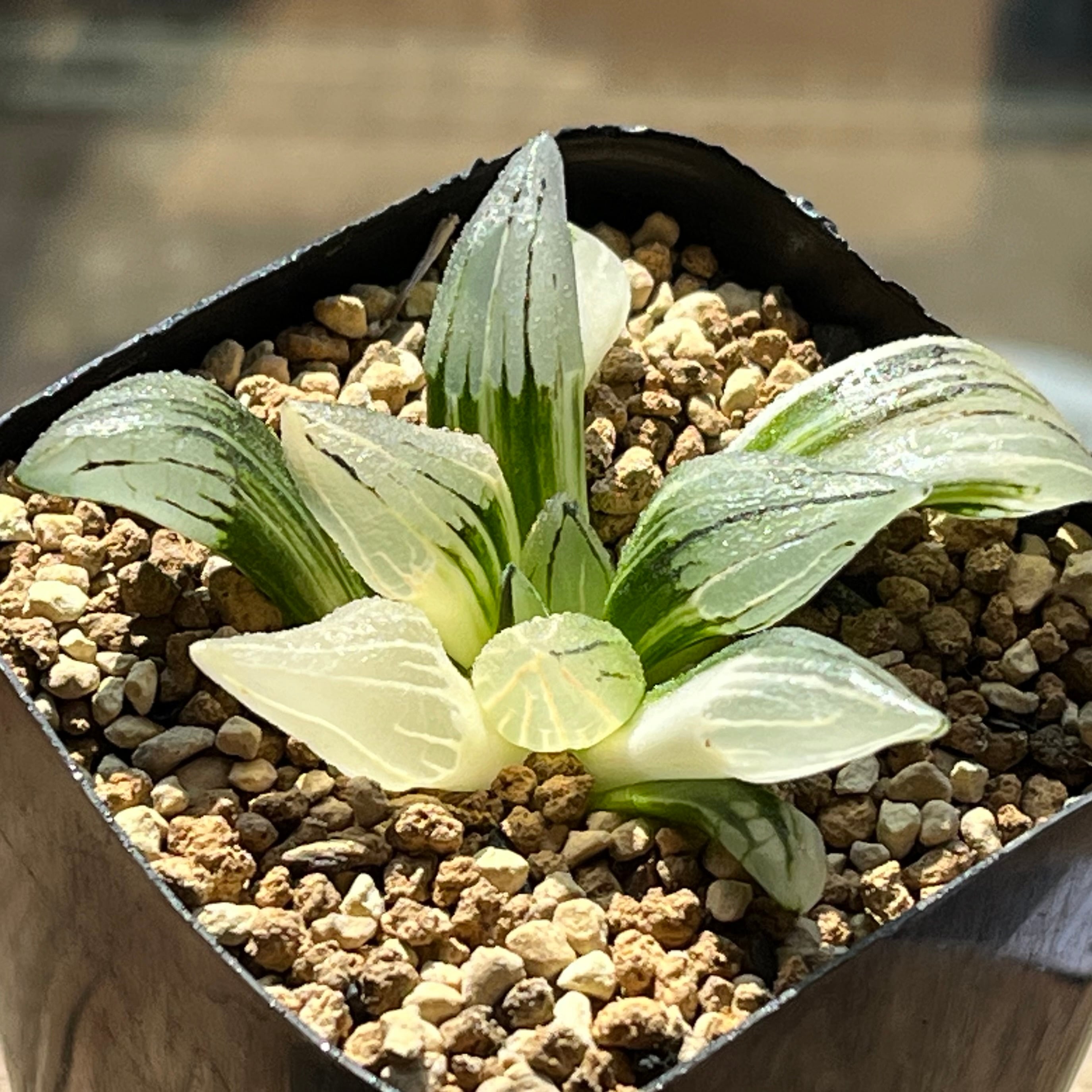 ハオルチア ピグマエアミュータント　特異 ハオルチア ピグマエアミュータント 特異株 | mocono_plants