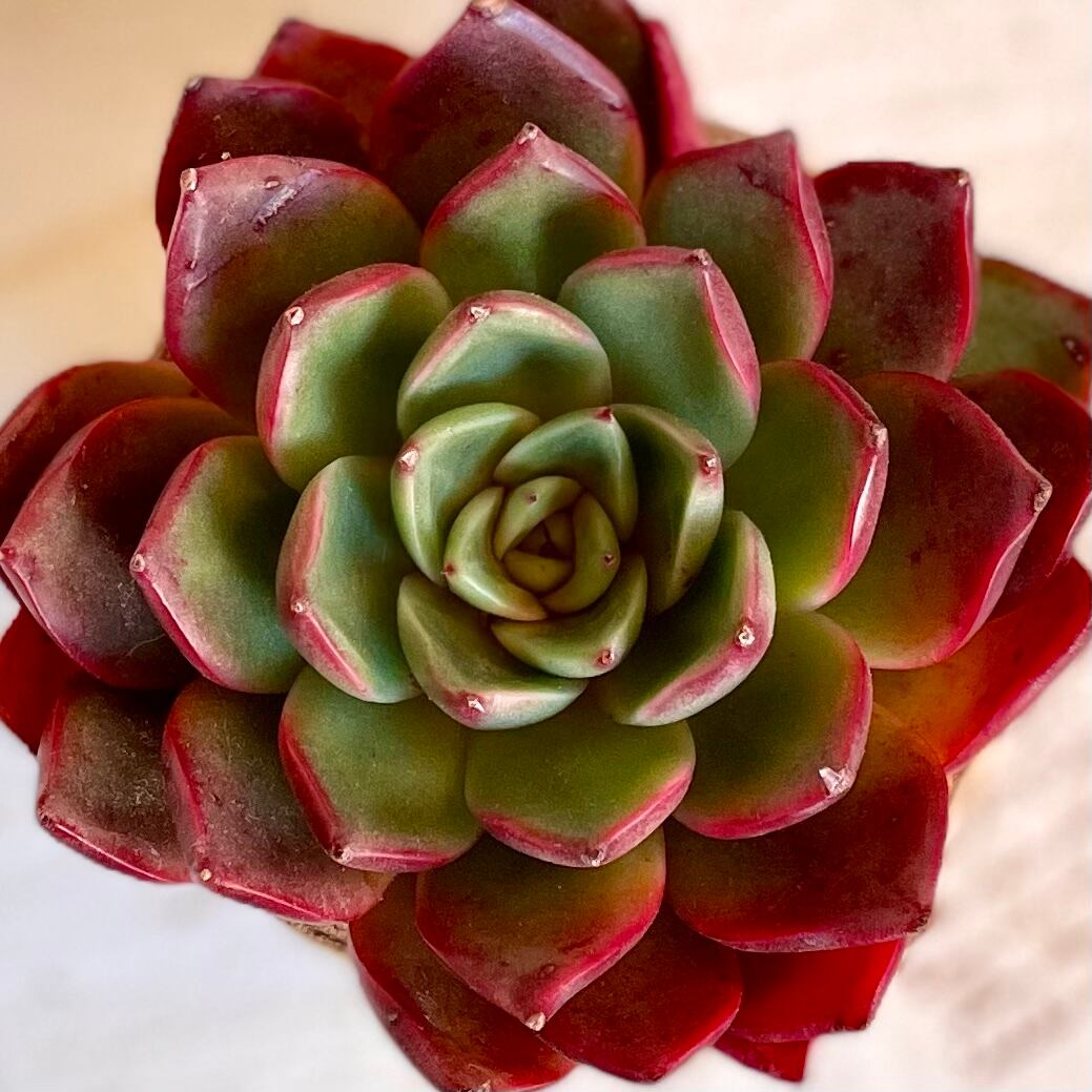残2!1 New‼️アンコール 多肉植物 エケベリア カット苗 韓国苗 残2!1 New‼️アンコール 多肉植物 エケベリア カット苗 韓国苗