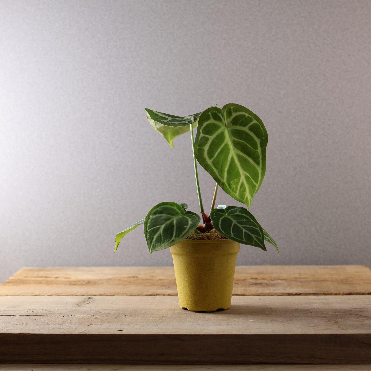 386 丸みと輝きが織りなす、唯一無二のアンスリウム『アンスリウム