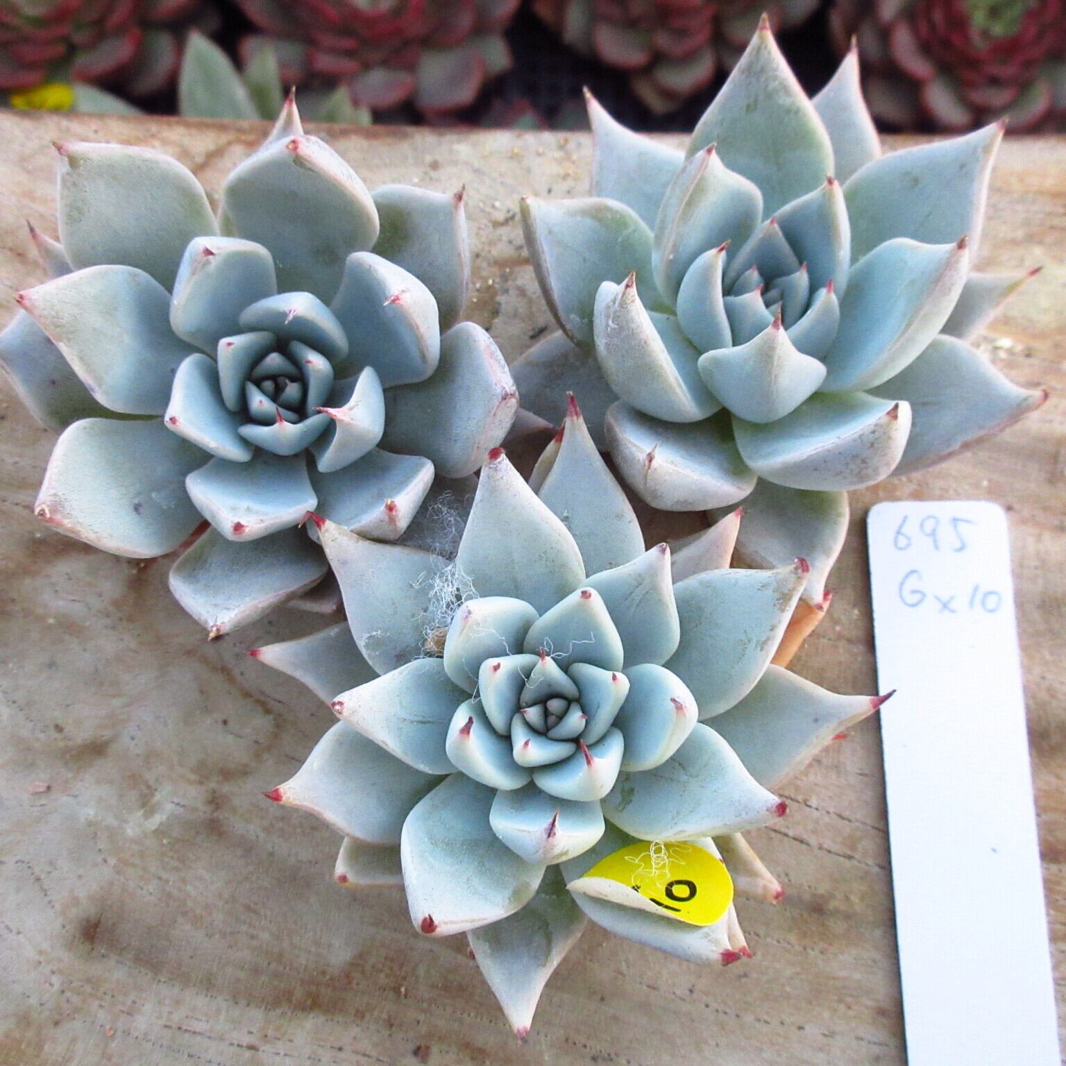 新入荷‼️多肉植物 ガット 韓国苗 美苗 #695 | PAY ID