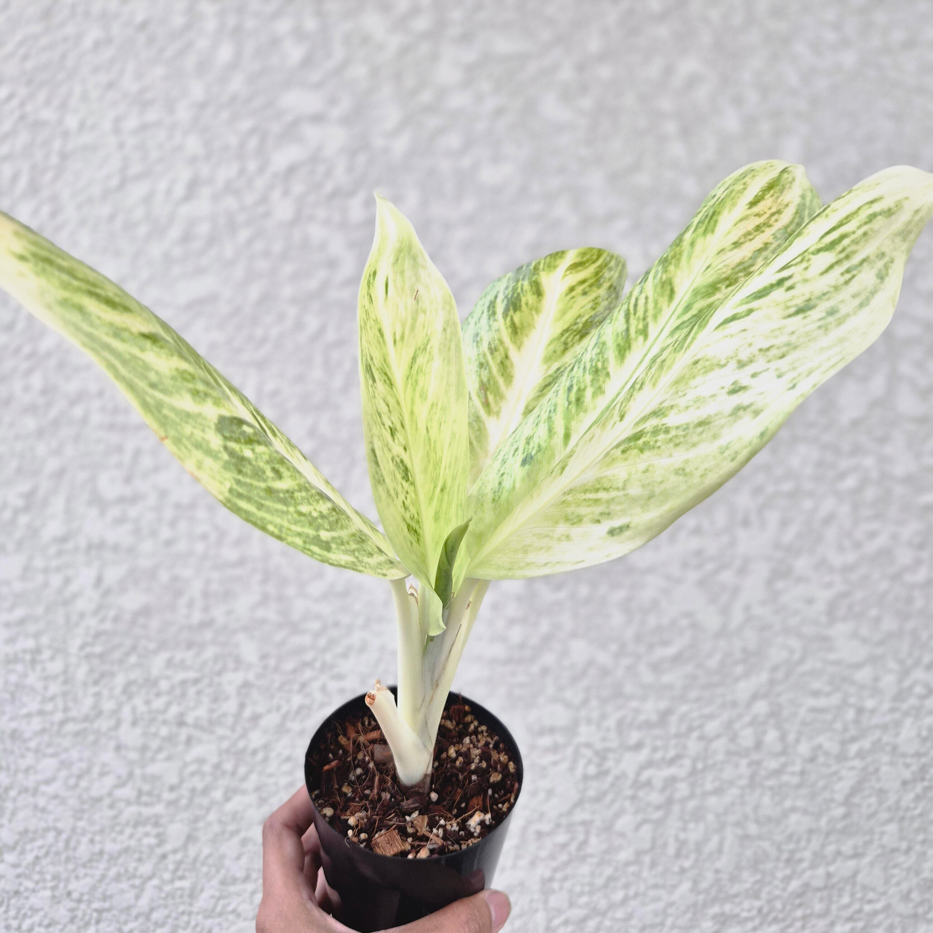《Aglaonema Sombun Poonsuk》アグラオネマ・ソンブーンプンスック 観葉植物 / レッドリーフ/ポット発送