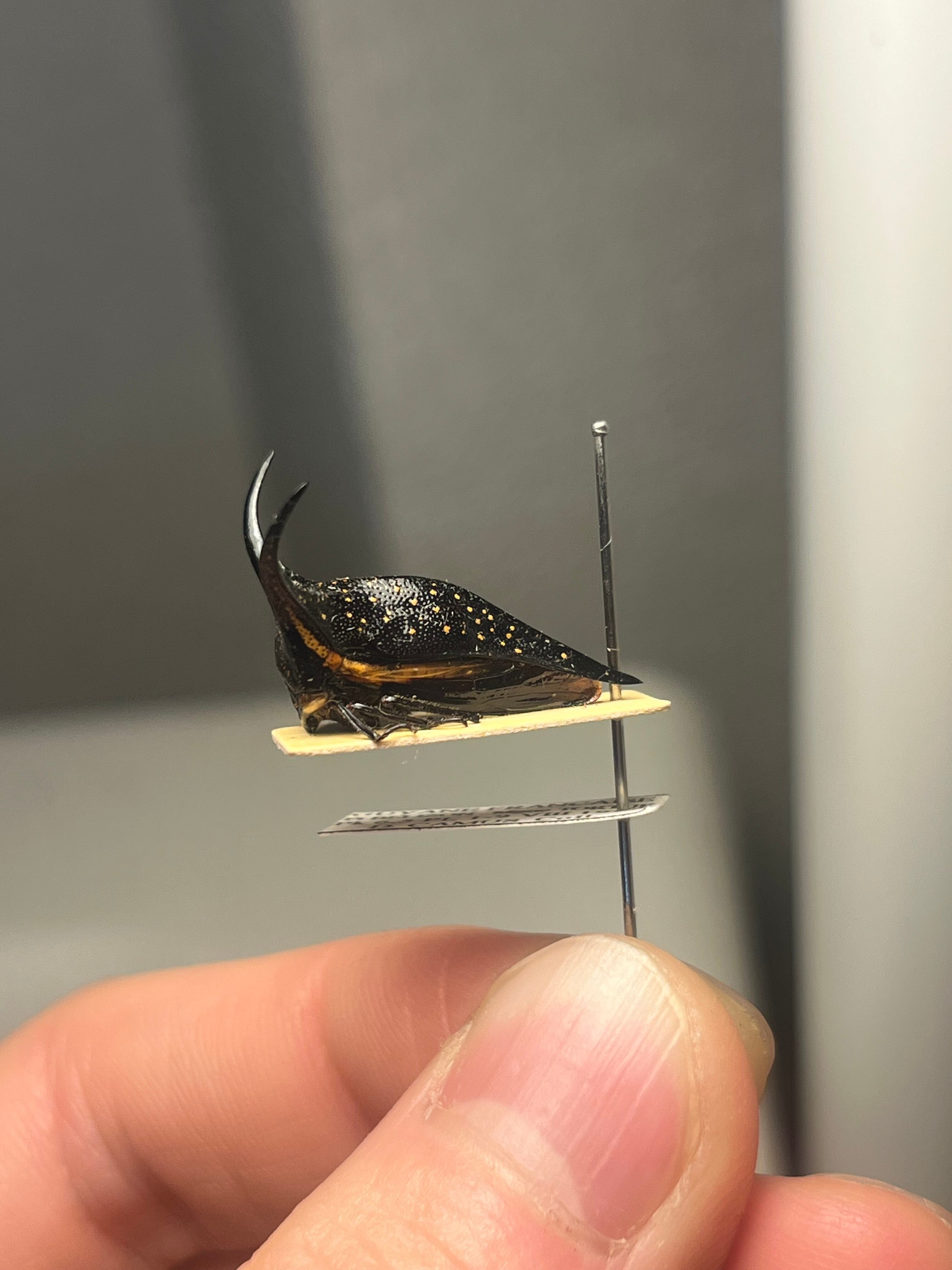 角蝉最大種】Hemikyptha marginata ツノゼミ セミ ホタル 蛍 タマムシ