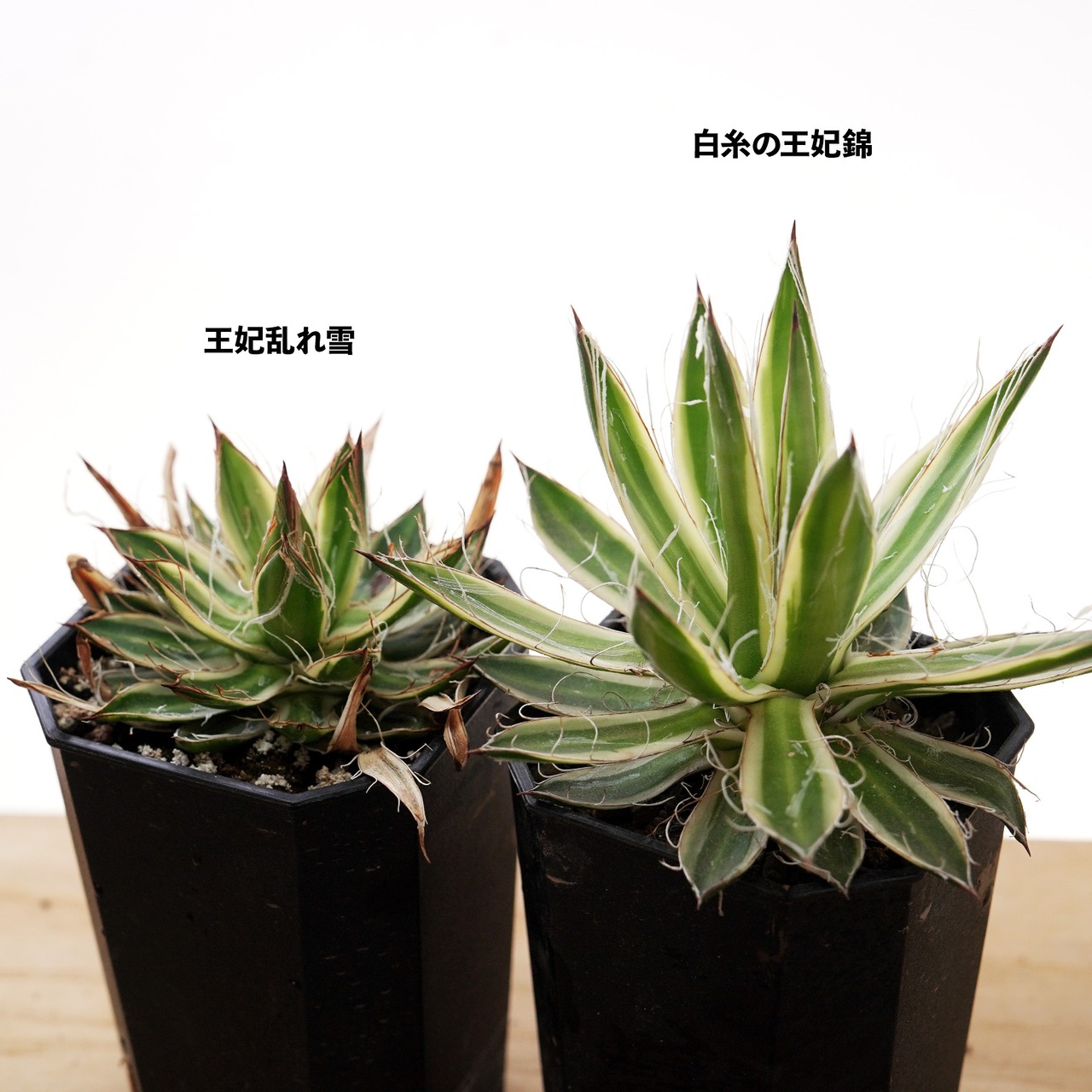 抜き苗 王妃乱れ雪錦 Agave 'Ohi Midare Yuki Nishiki'