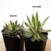抜き苗 王妃乱れ雪錦 Agave 'Ohi Midare Yuki Nishiki'