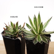抜き苗 王妃乱れ雪錦 Agave 'Ohi Midare Yuki Nishiki'