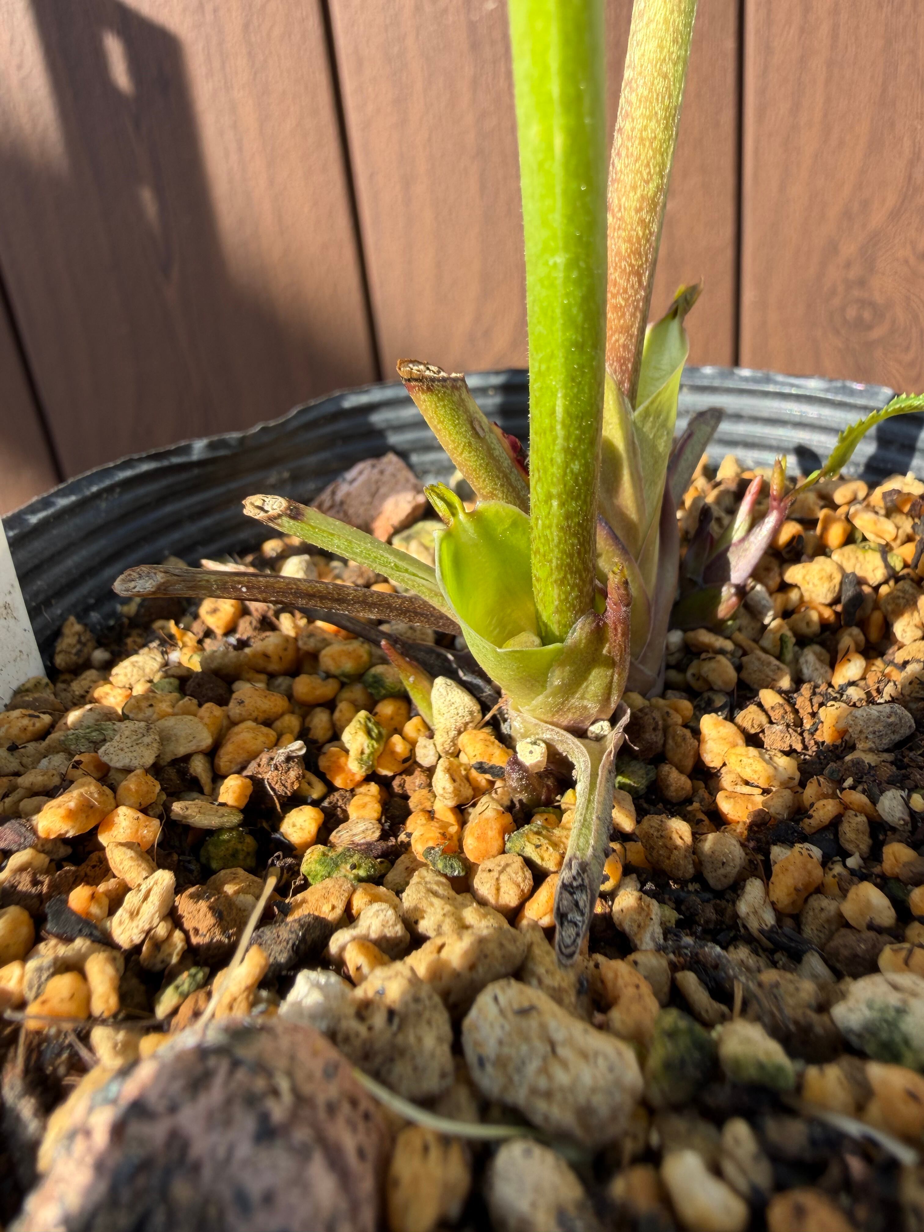 アフロディーテ フル系×超アフロ交配 加藤農園 クリスマスローズ