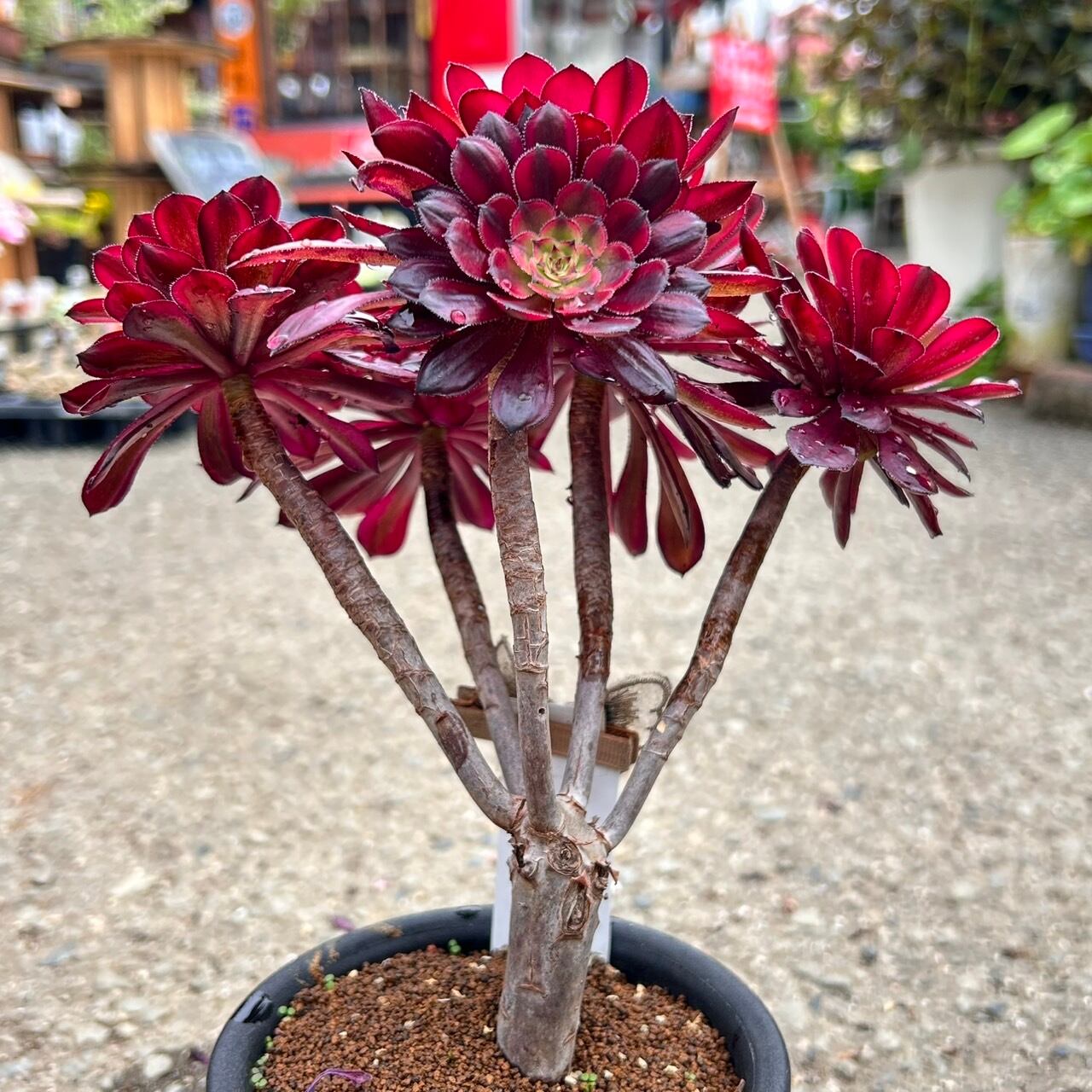 17 #多肉植物アエオニウム錦❤️ ブラックスワン ❤️1大頭 10cm拨き苗 taniku-verve_10600