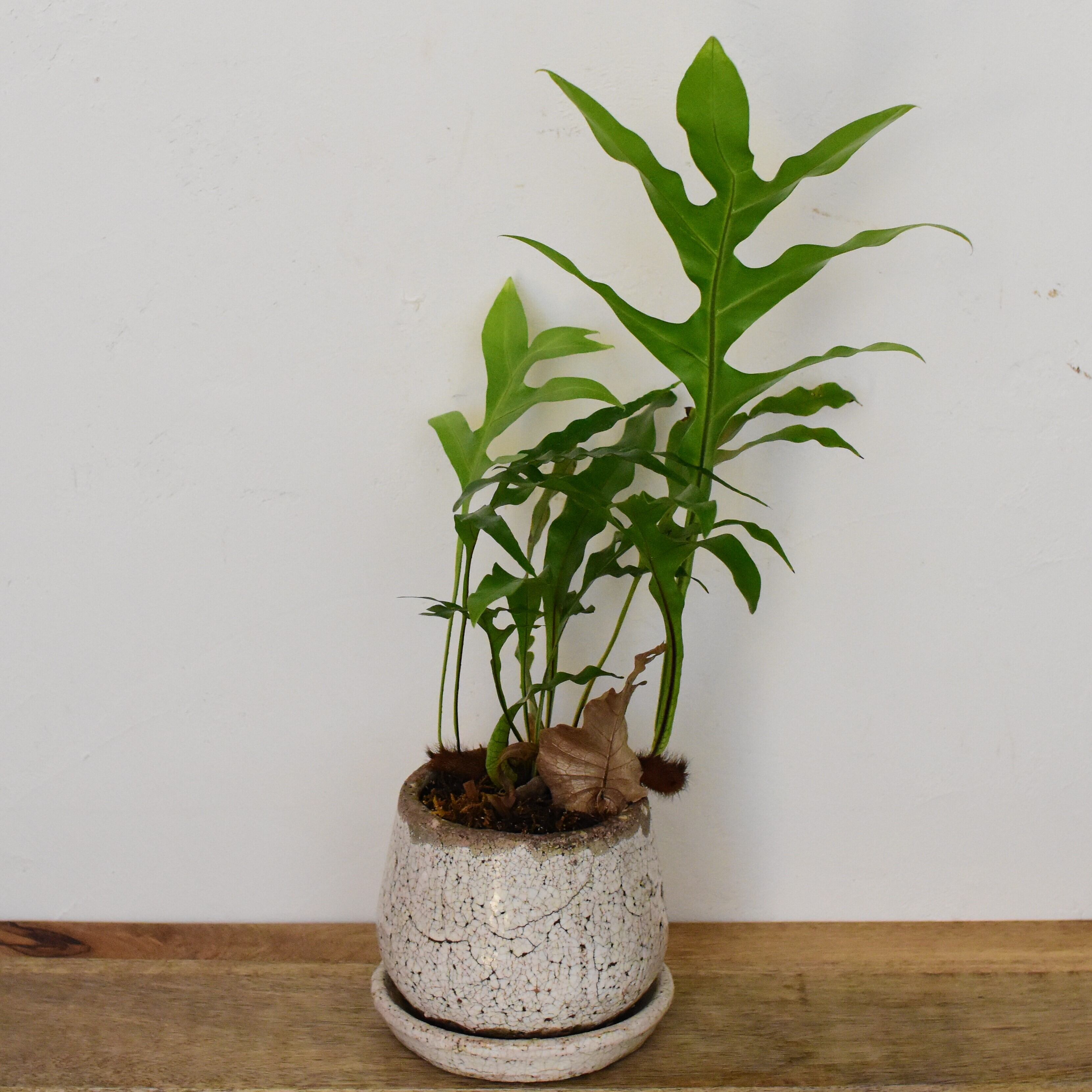 【鉢付き】ドリナリア　クエルシフォリア　斑入り② 園芸ネット本店｜ドリナリア：クエルシフォリア 3.5号吊り鉢 の通販