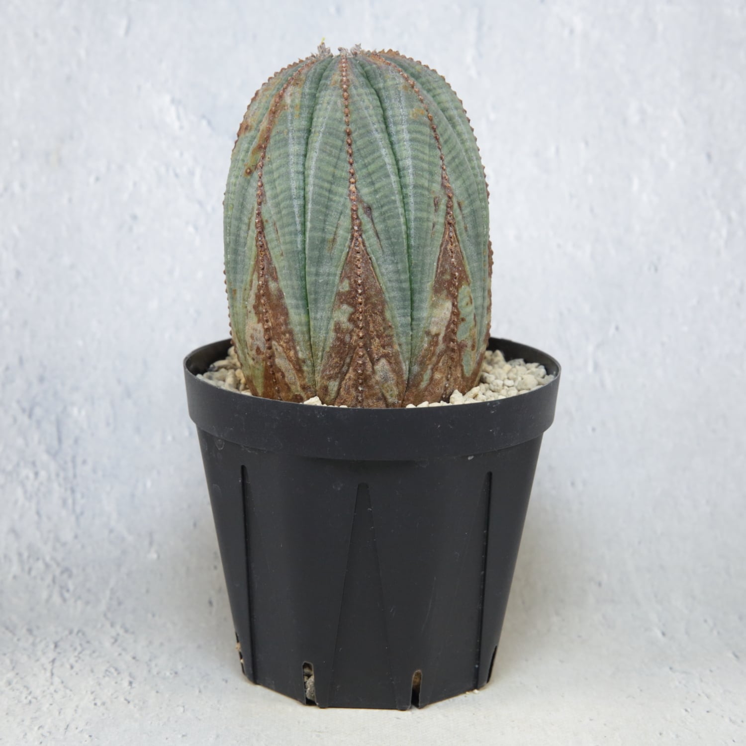 オベサ木質化 3号サイズ オス株 木質化 マウンテンオベサ