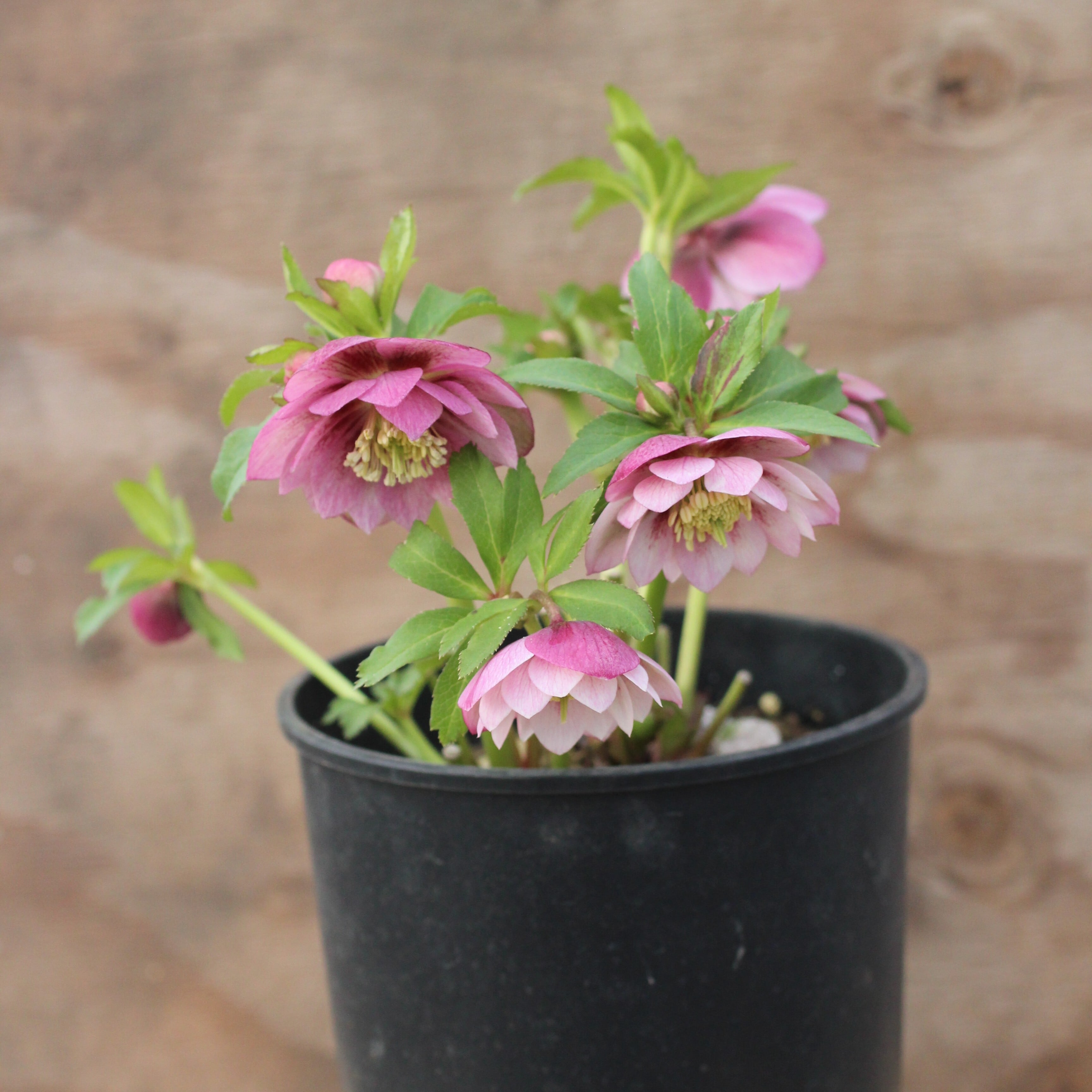 WS26-072 クリスマスローズ ウィンターシンフォニー ピンクフラッシュ