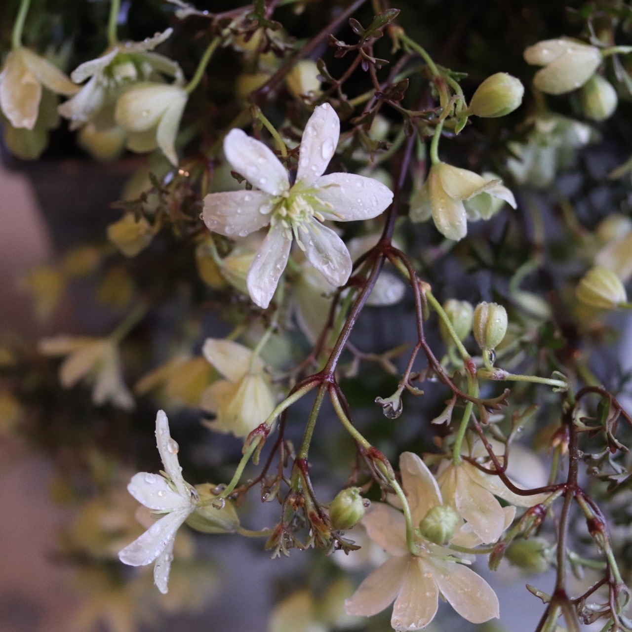 mondimanche　寄せ植え　ペトリエレターポット｜寄せ植え　届いてすぐ玄関に飾れる 　プレゼントにもオススメ　