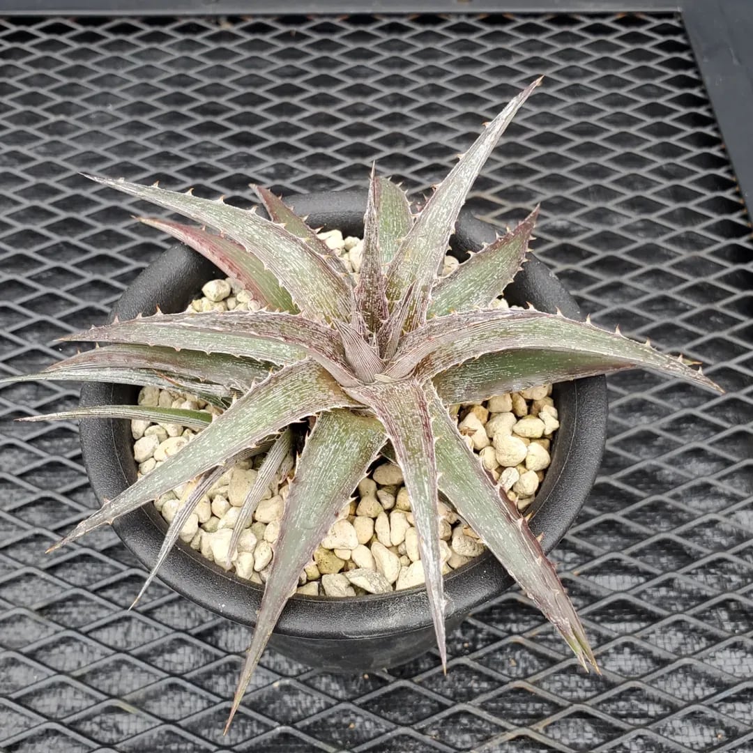 F00551_Dyckia 'Wasabi' (BCR:13644)：ディッキア・ワサビ（子株