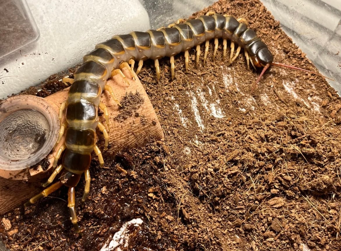 75mm】チリクワガタ メタリフェルホソアカクワガタ Wild 昆虫標本