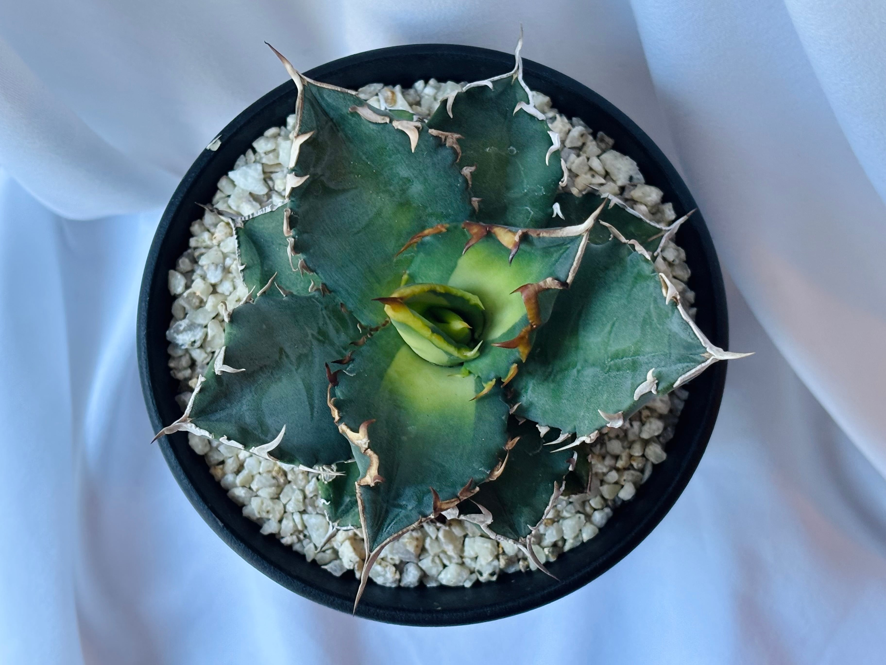 Agave Titanota Solar eclipse アガベ チタノタ 狂刺夕映 多肉植物