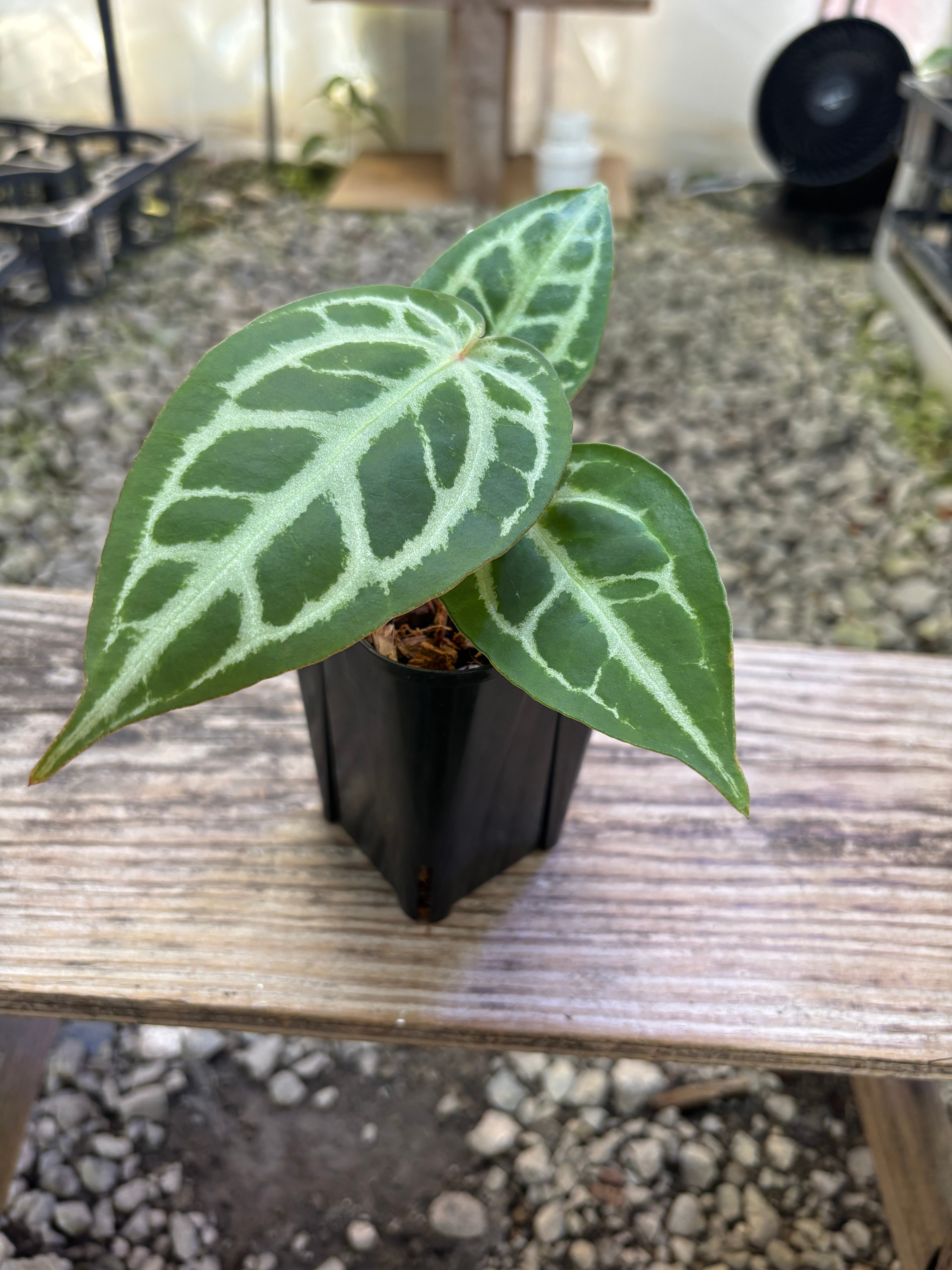 Anthurium | BALI-AN 園芸