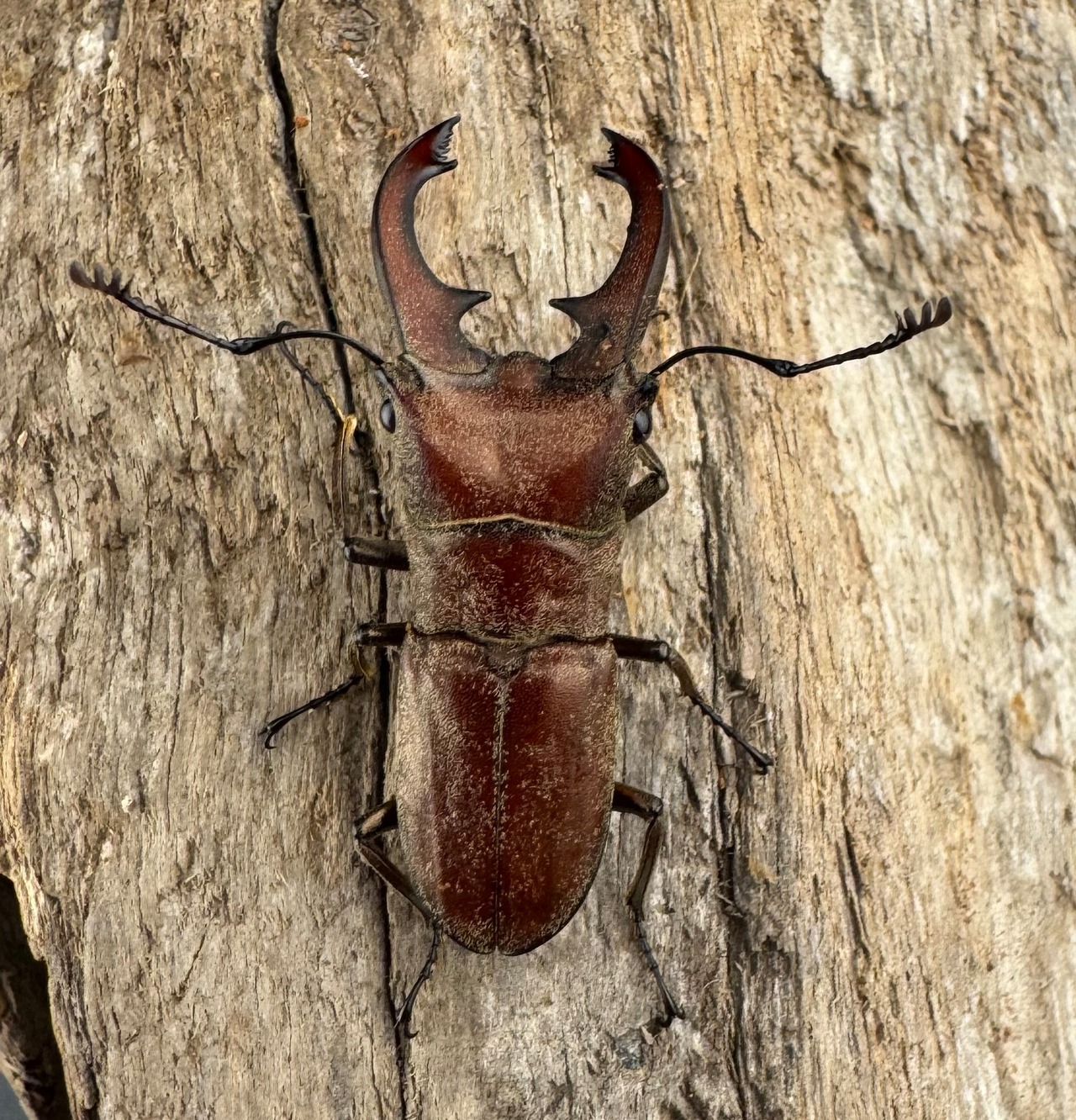 【WD】《スズムラホソアカ ロハス産 33mm ペア》