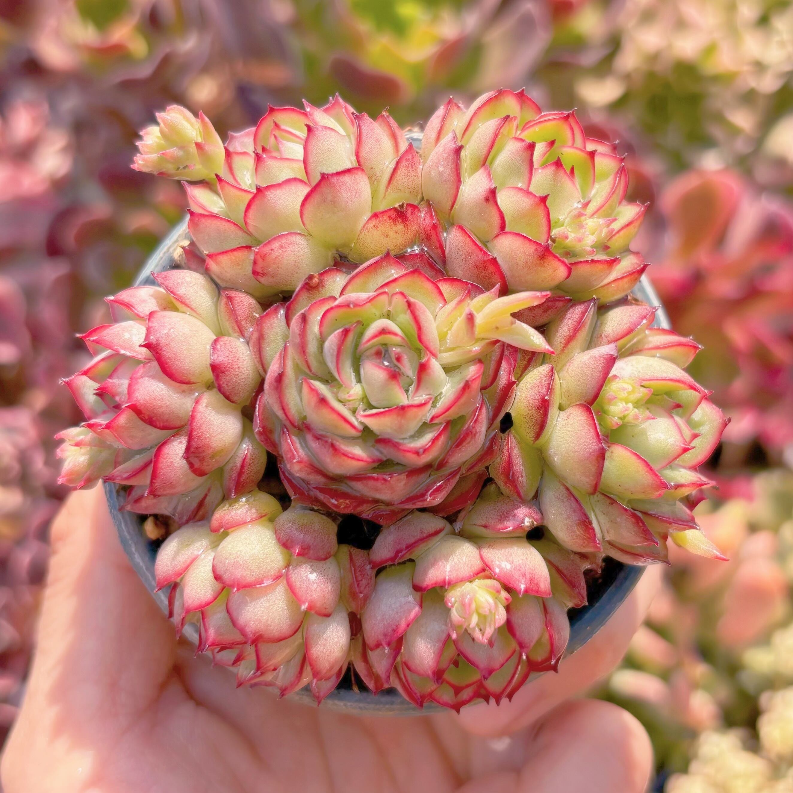 多肉植物　プリドニスグリーンフォーム×Vincent Catto　7頭　新入荷　るる農園