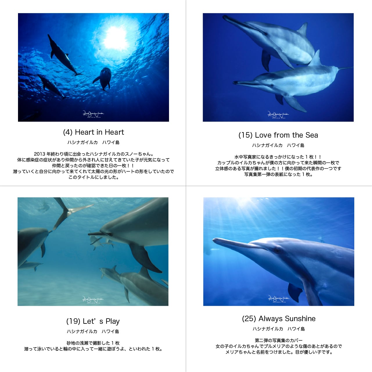 DOLPHIN EYES 写真パネル A2サイズ相当 イルカ・クジラ・ウミガメ