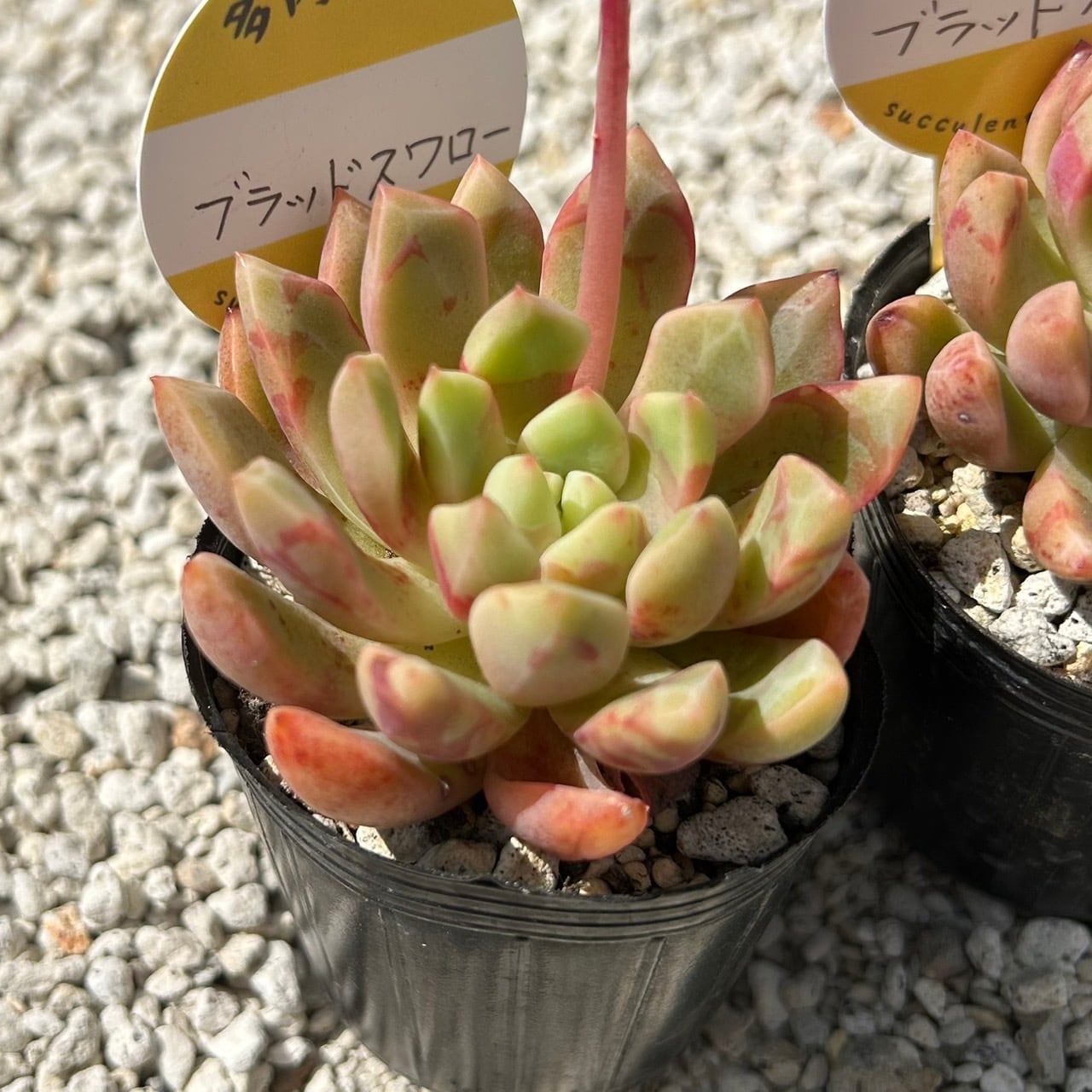 ALL ITEM | Succulent 花うらら 〜多肉植物