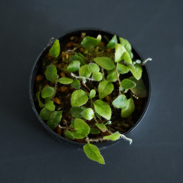 ミクログランマ テクタ Microgramma tecta  ｜苔テラリウム作製用素材◆クライマープランツ◆SFポット