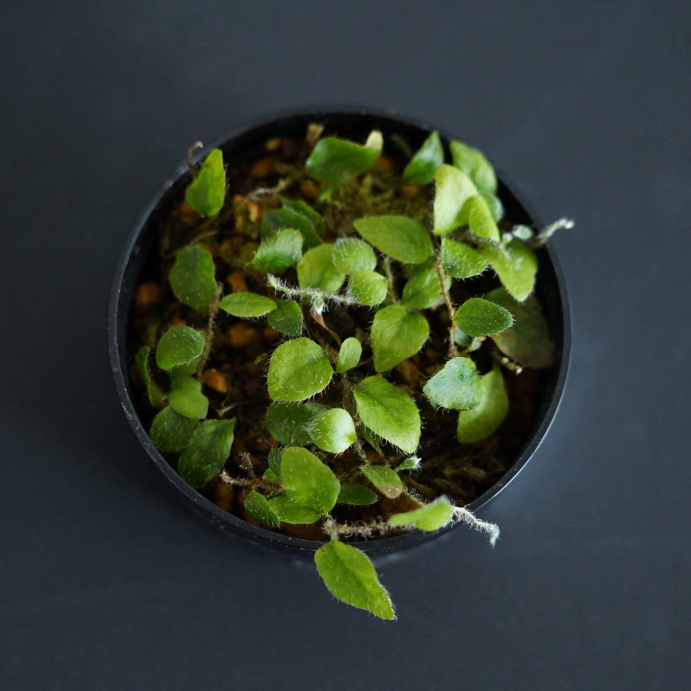 ミクログランマ テクタ Microgramma tecta |苔テラリウム作製用素材◆クライマープランツ◆SFポット