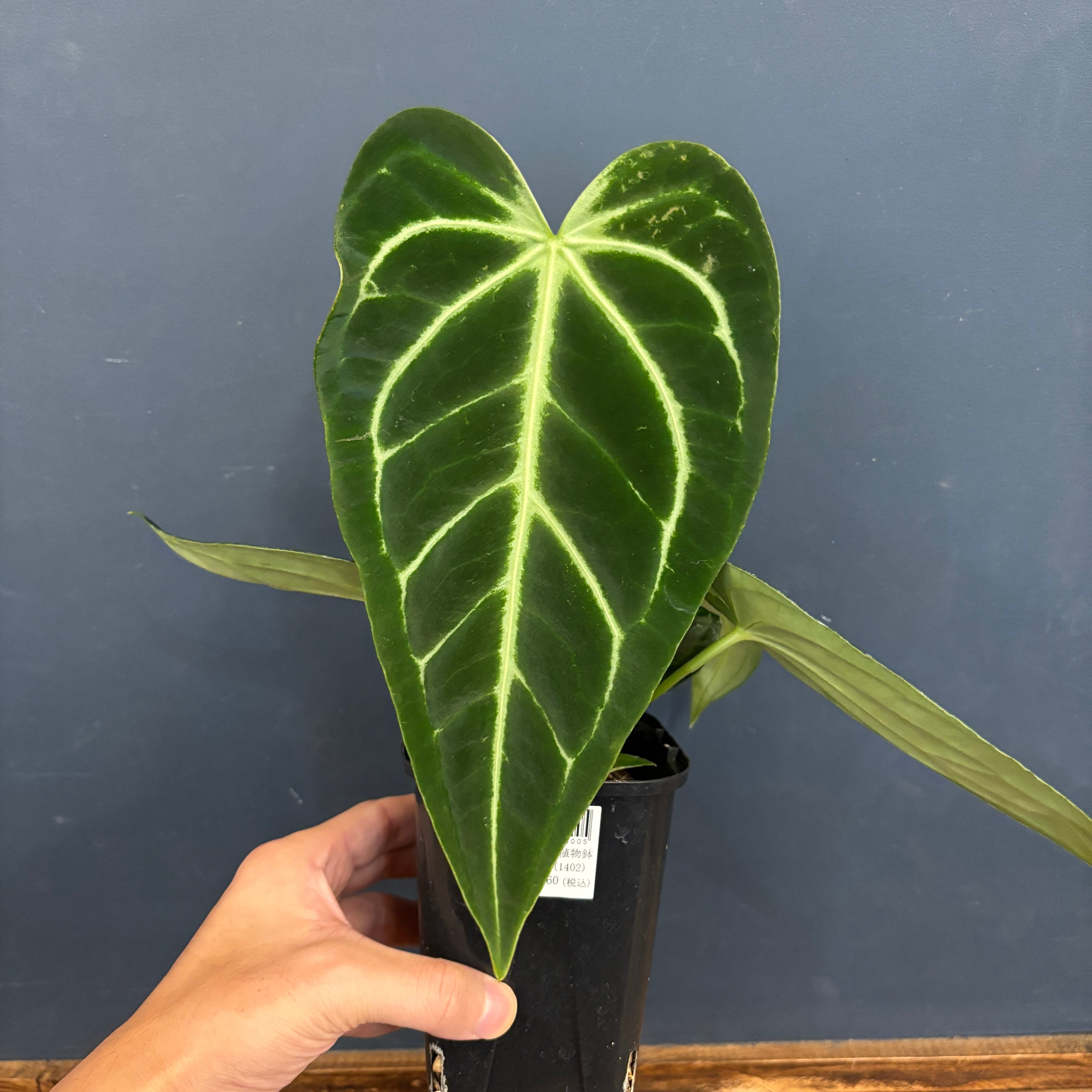 その他観葉植物 user_1242a77b 観葉植物 ドラセナ ソング オブ ジャマイカ 8号 ポリゴヘクサ 白