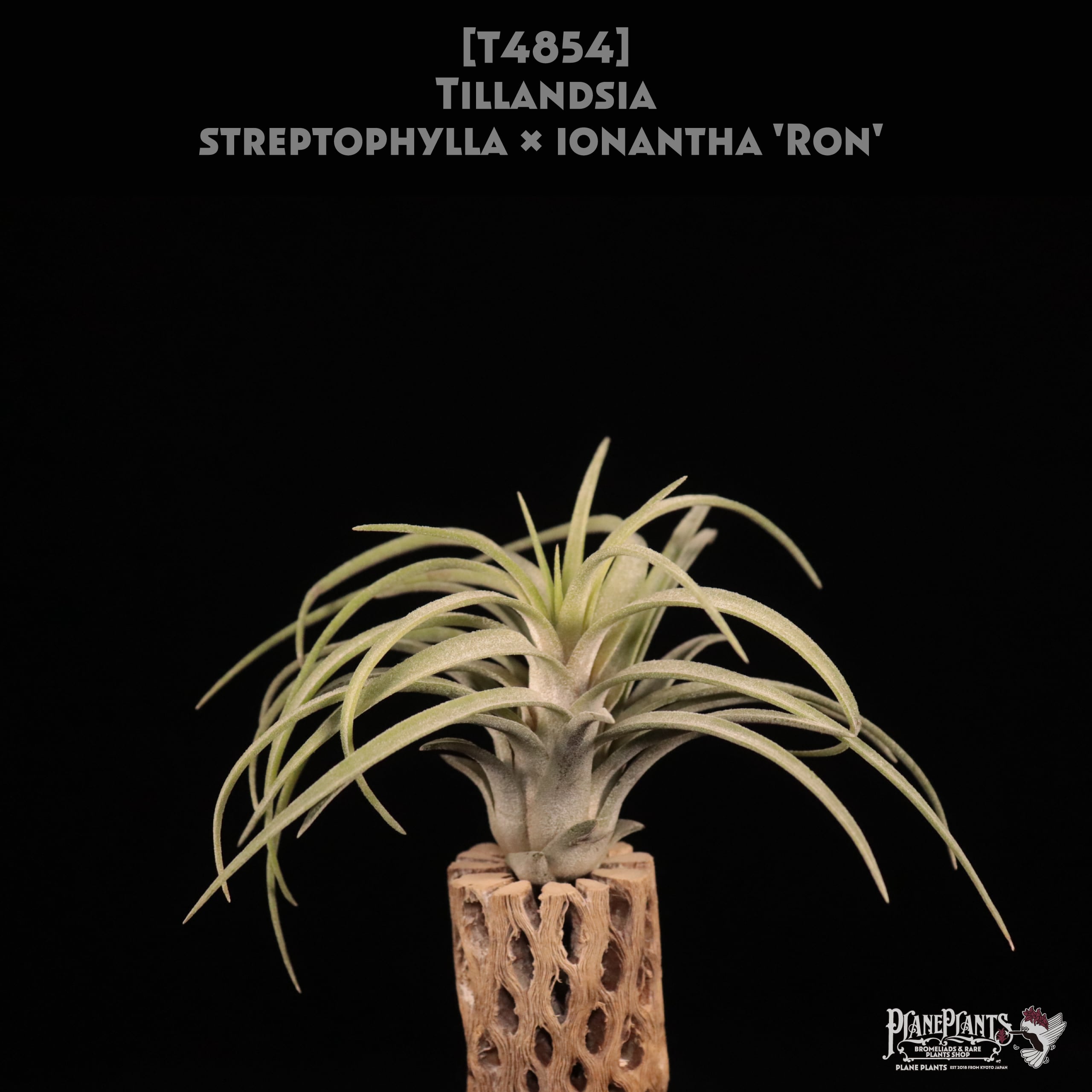 【reserved】streptophylla x ionantha 'Ron'〔エアプランツ〕現品発送T4854