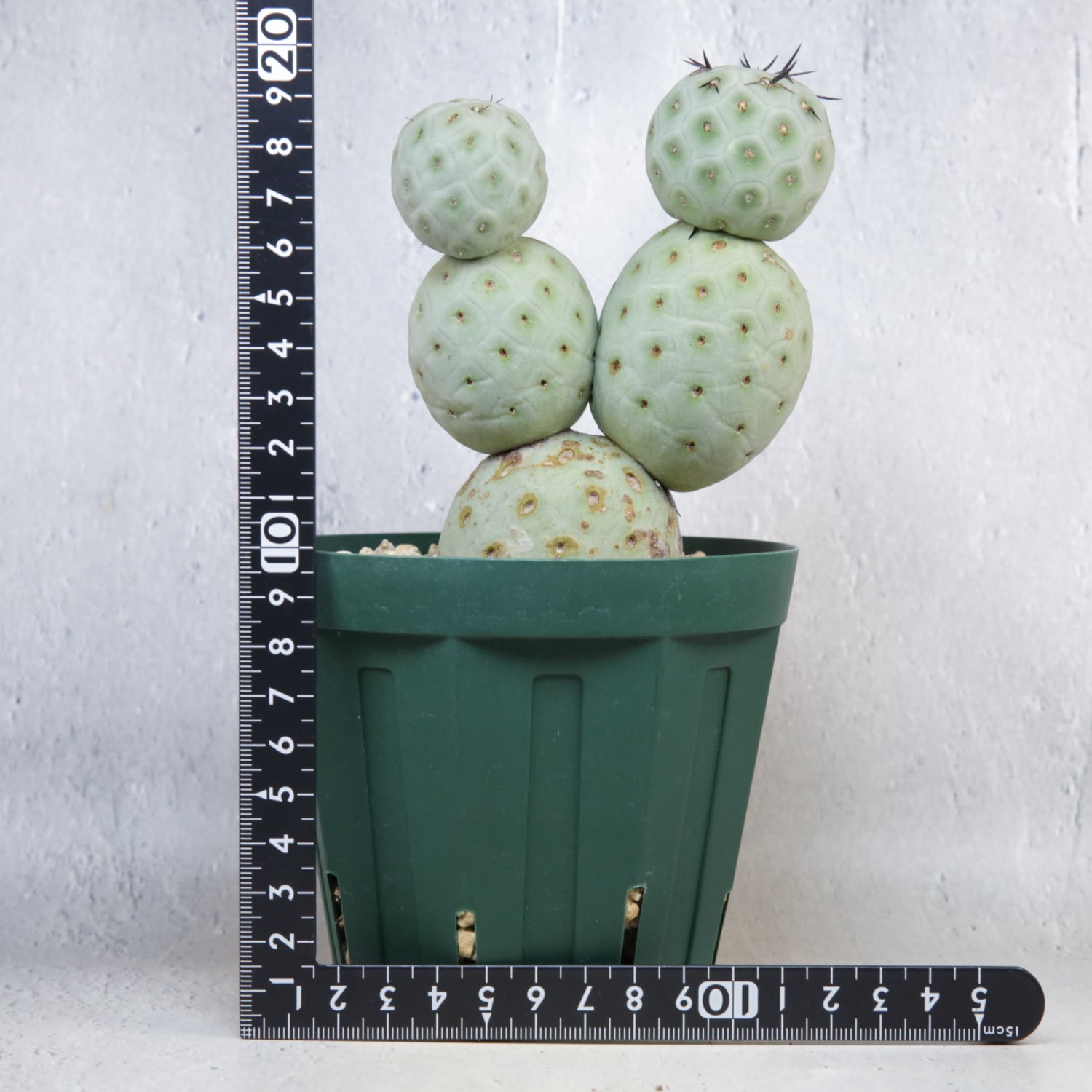 大球 5球 棘無し テフロカクタス ゲオメトリクス | LIGHTHOUSE.PLANTS
