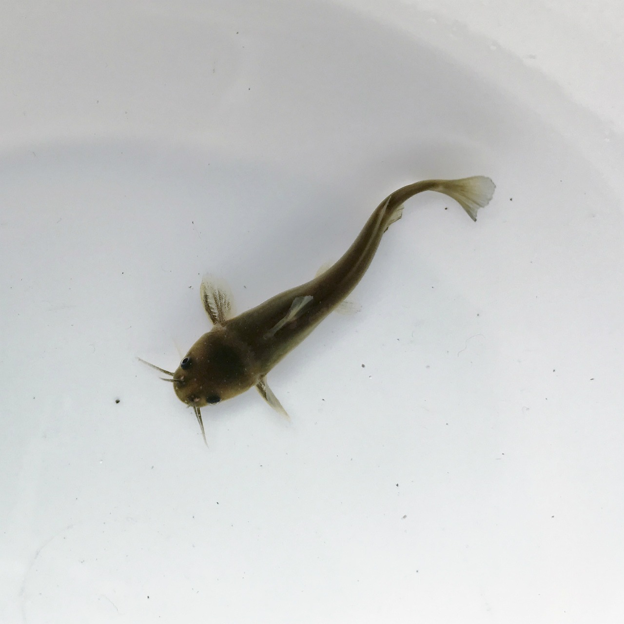 （淡水魚）ギバチ　S（2～4ｃｍ±）　（1匹）【生体】